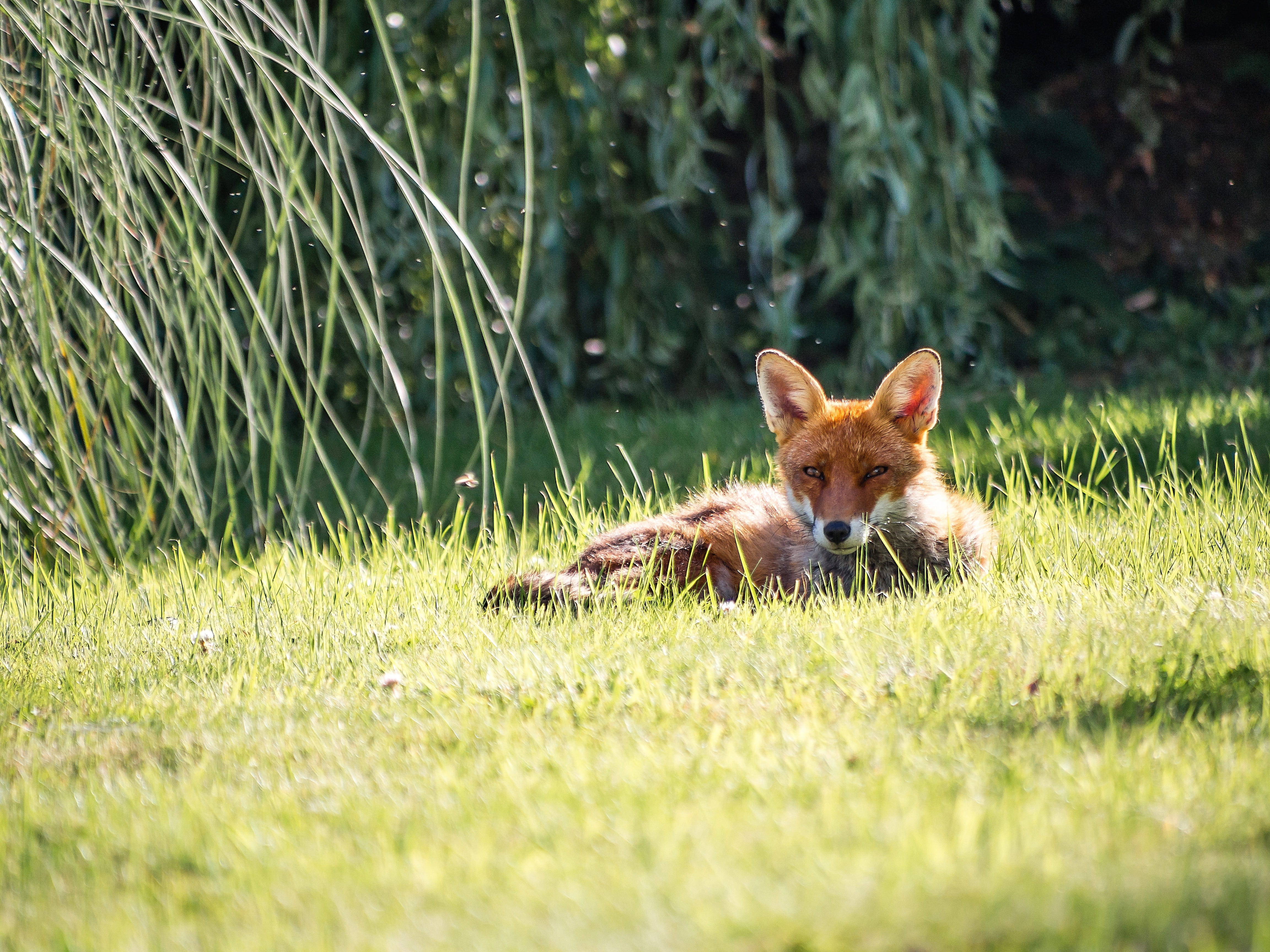 animal themes, outdoors, cute, canidae, grass, day, blur, vertebrate, 4K, one animal, wild animal, field, wildlife, fur, nature, leaves, mammal, young animal, HD Wallpaper