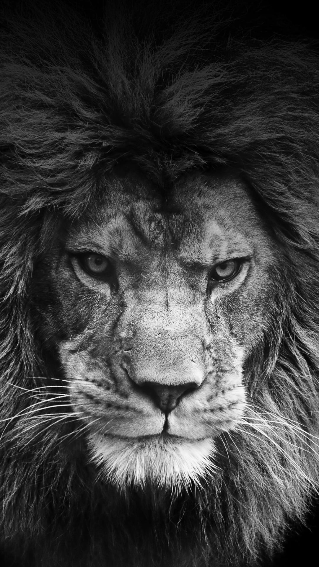 Animals, aggression, animals in the wild, Lion, animal wildlife, whisker, one animal, animal body part, animal head, 1080P, animal, portrait, Phone HD Wallpaper