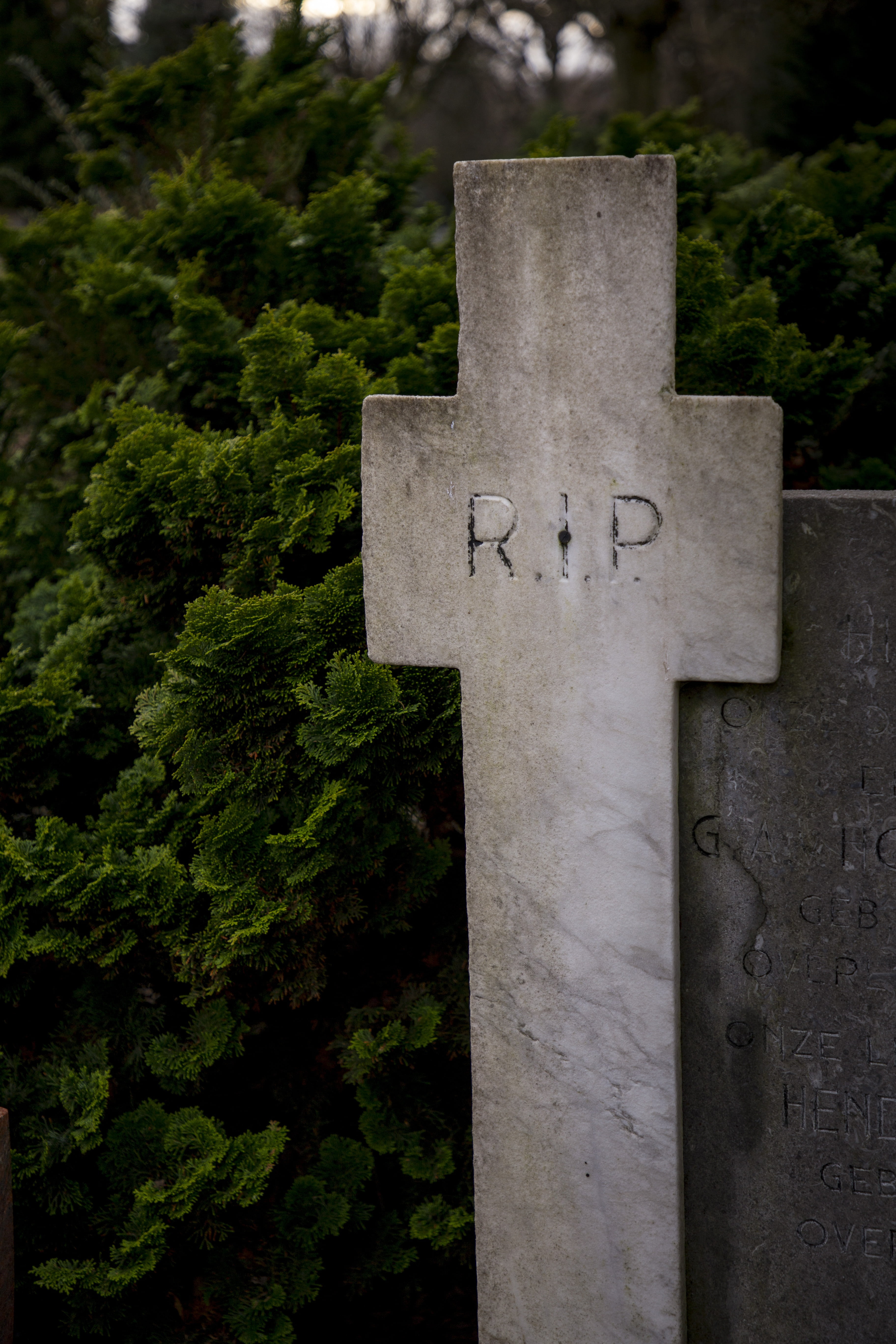 day, death, 5K, stone, plant, focus on foreground, nature, rest in peace, architecture, grave, no people, tree, close-up, growth, spirituality, built structure, Phone HD Wallpaper