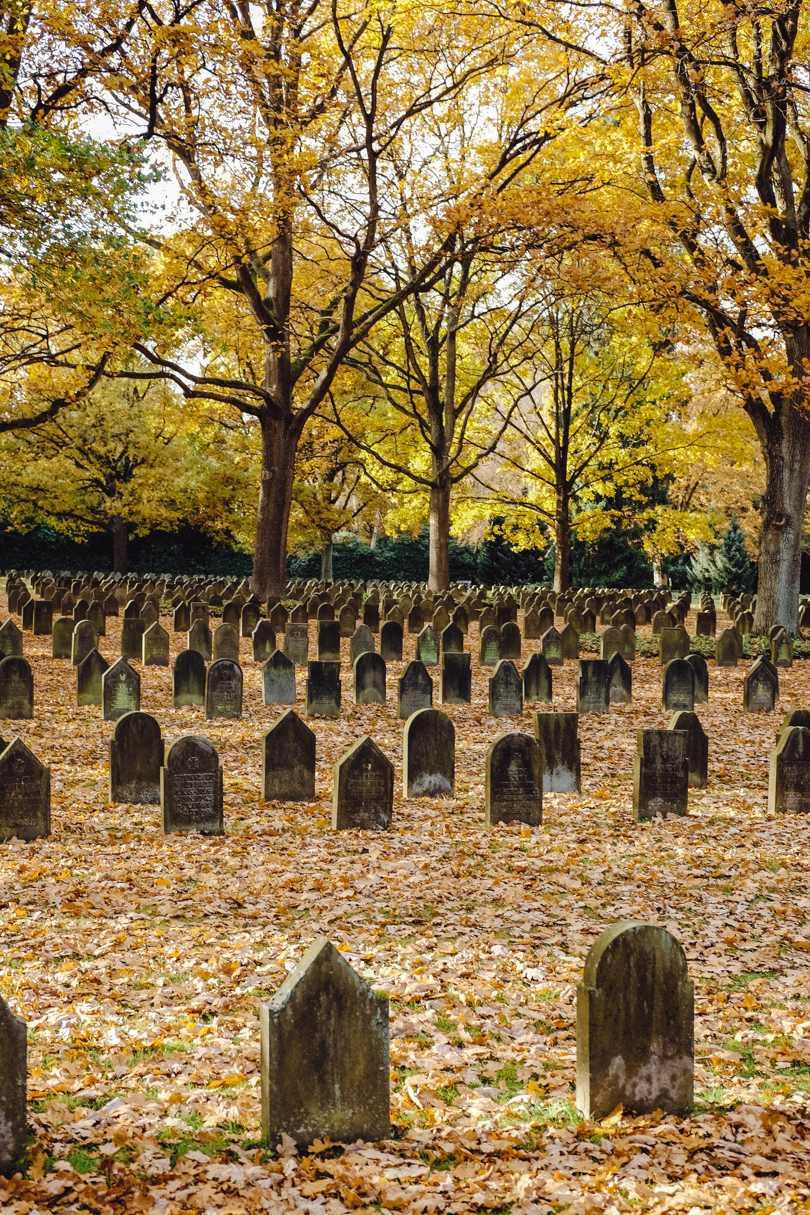 day, tombstone, graveyard, stone material, no people, 4K, ancient, solid, religion, tree, nature, change, autumn, plant, sadness, ohlsdorf, military, the past, Phone HD Wallpaper