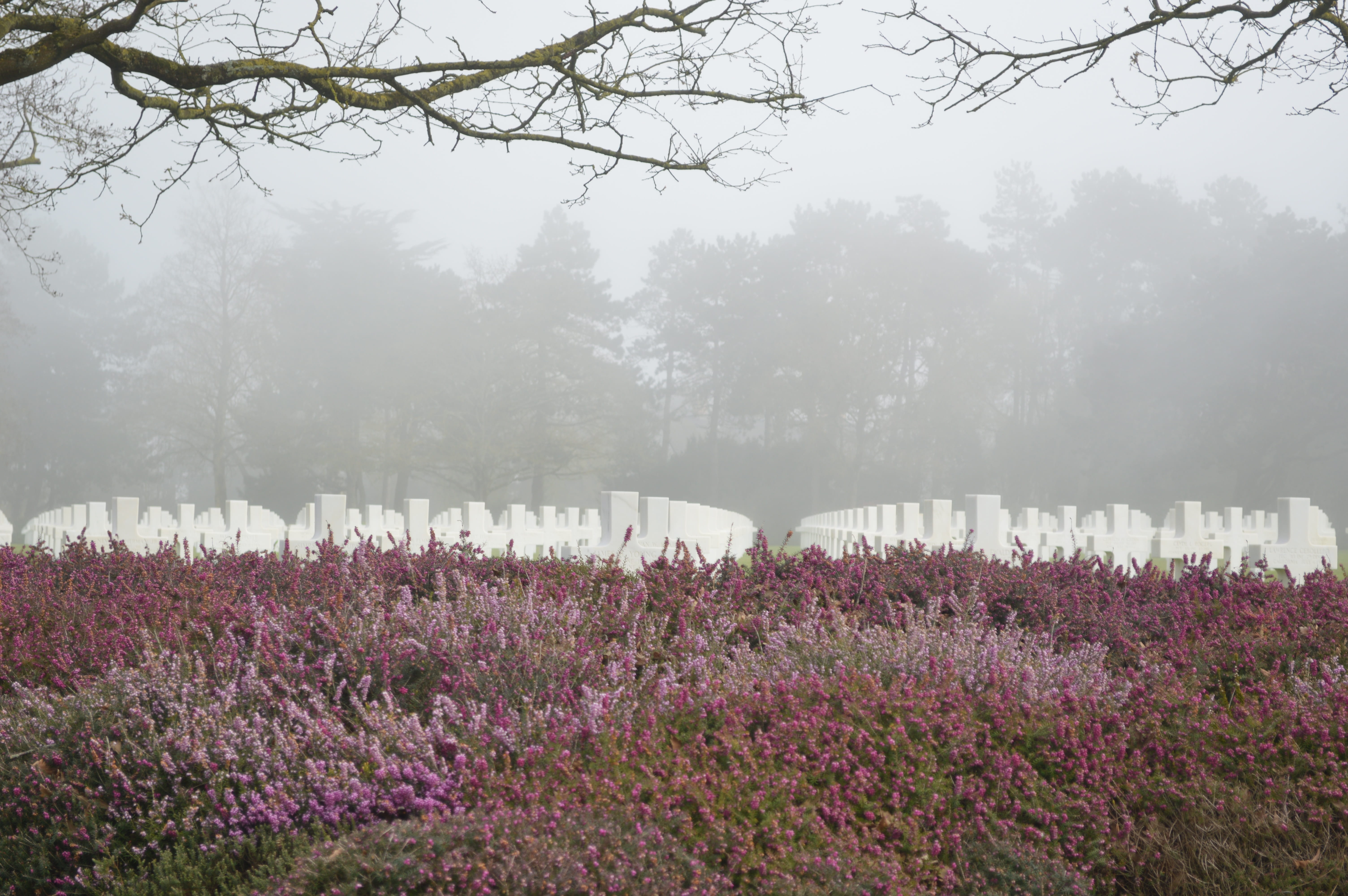 landing, plant, tree, fog, tranquility, nature, purple, no people, tribute, growth, flowering plant, flowerbed, silence, second world war, cemetery, fragility, HD Wallpaper