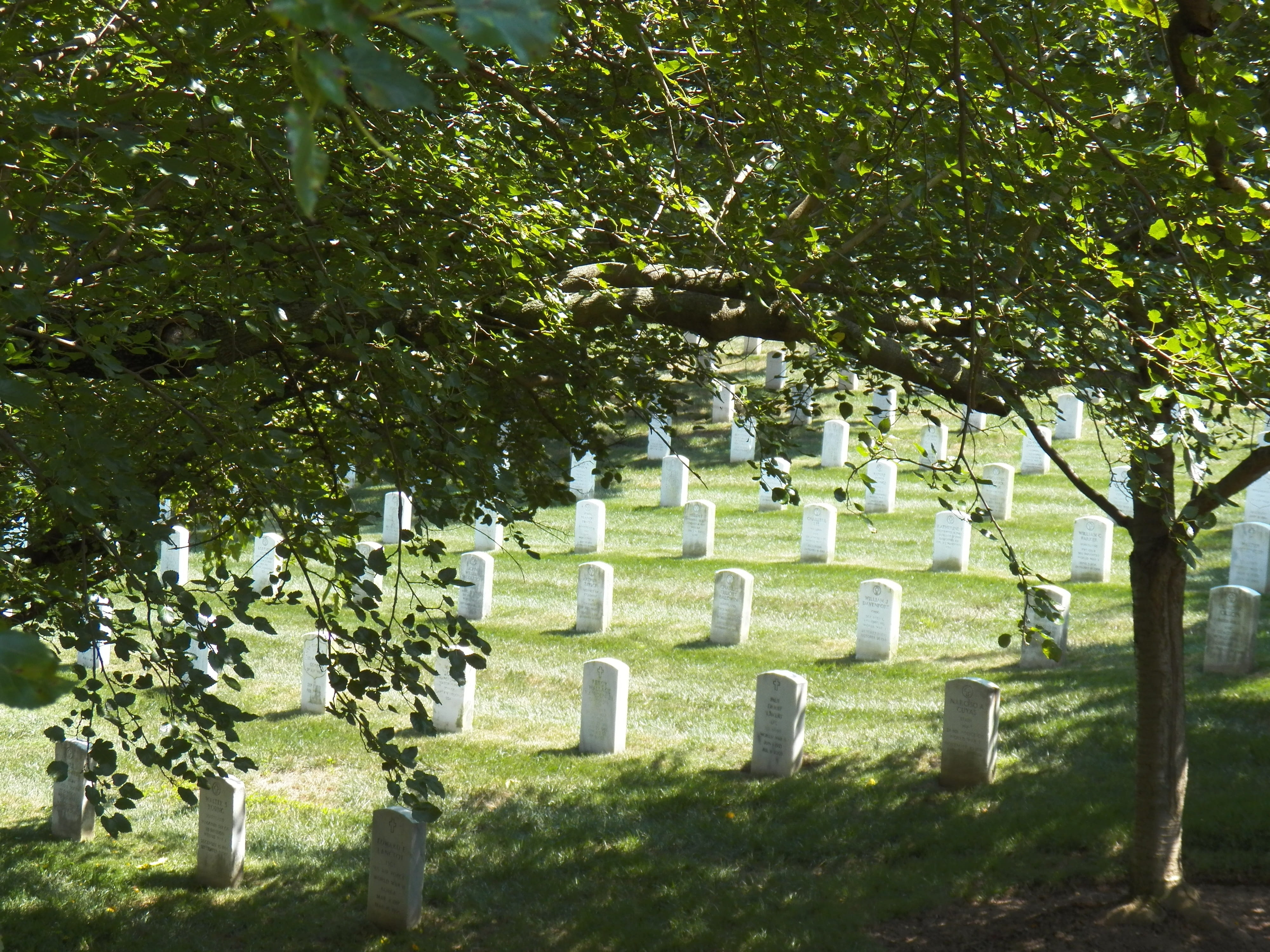 honor, cemetery, 4K, tomb, tree, stone, american, no people, arlington, grave, spirituality, veterans, nature, outdoors, Arlington National Cemetery, military, HD Wallpaper