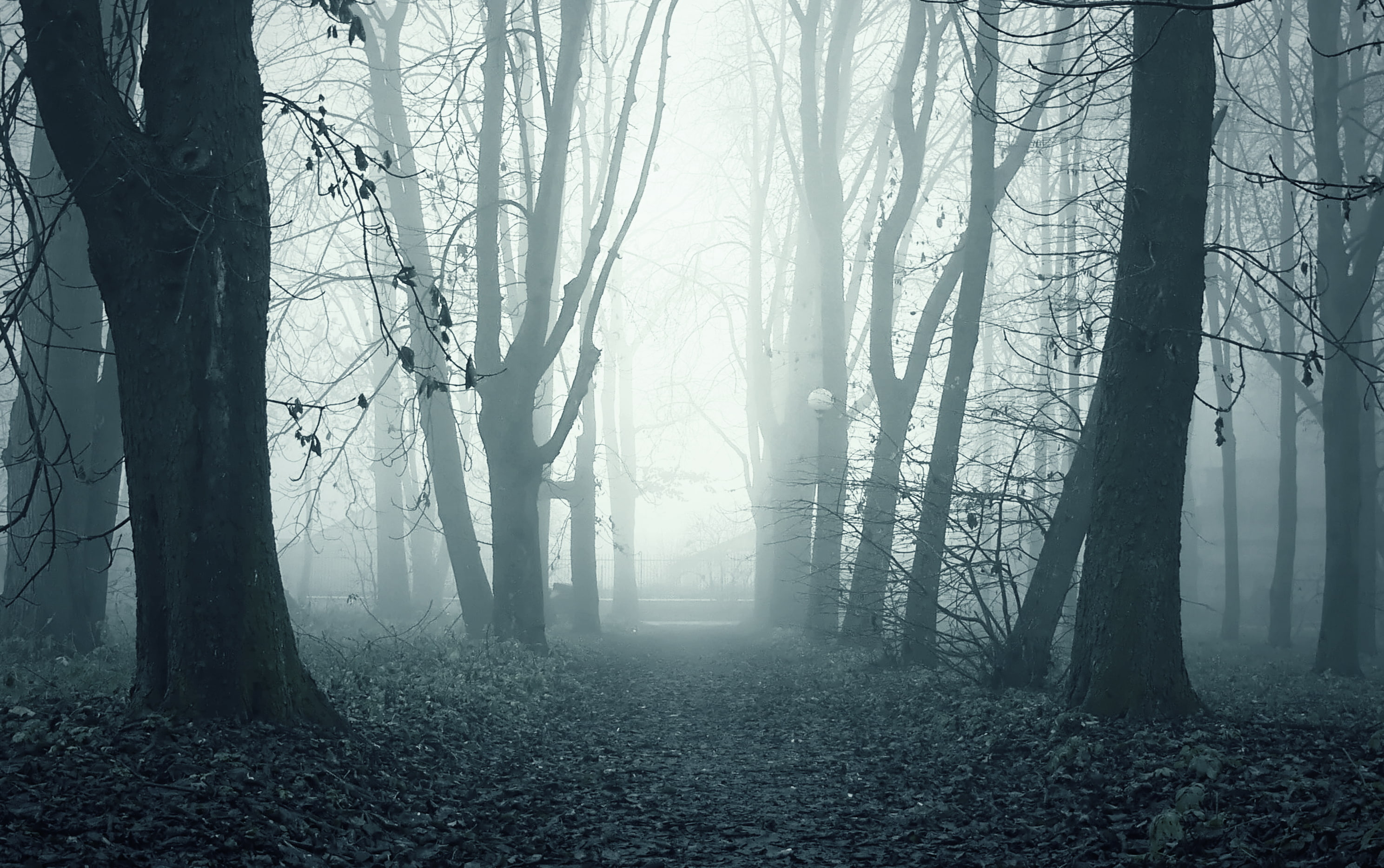 fog, Park, ghostly path, morning, 2K, alley, HD Wallpaper