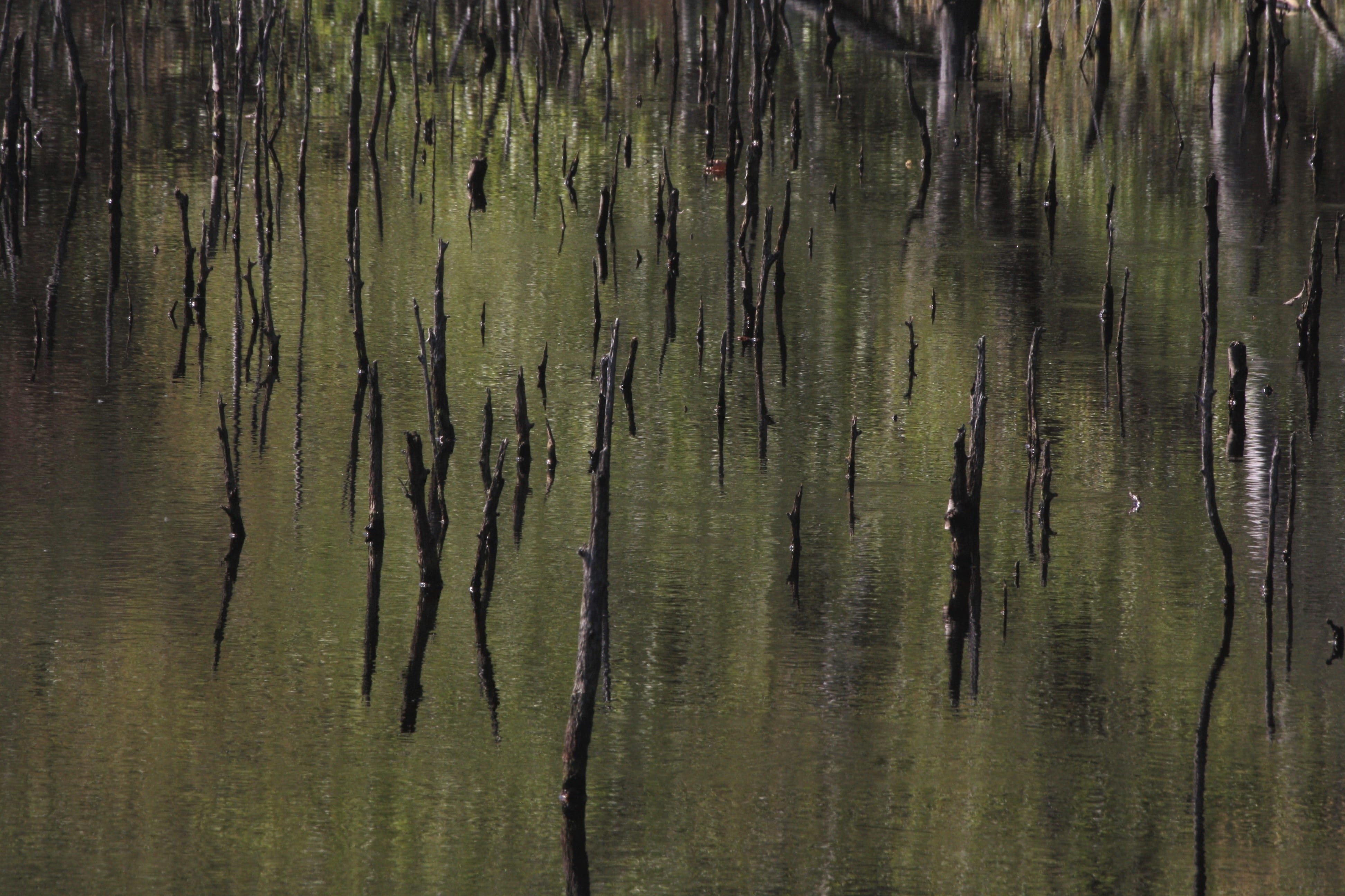 forest, day, no people, outdoors, mirroring, trunk, waterfront, bremervörde, land, green color, reflection, tree trunk, nature, tree, beauty in nature, HD Wallpaper
