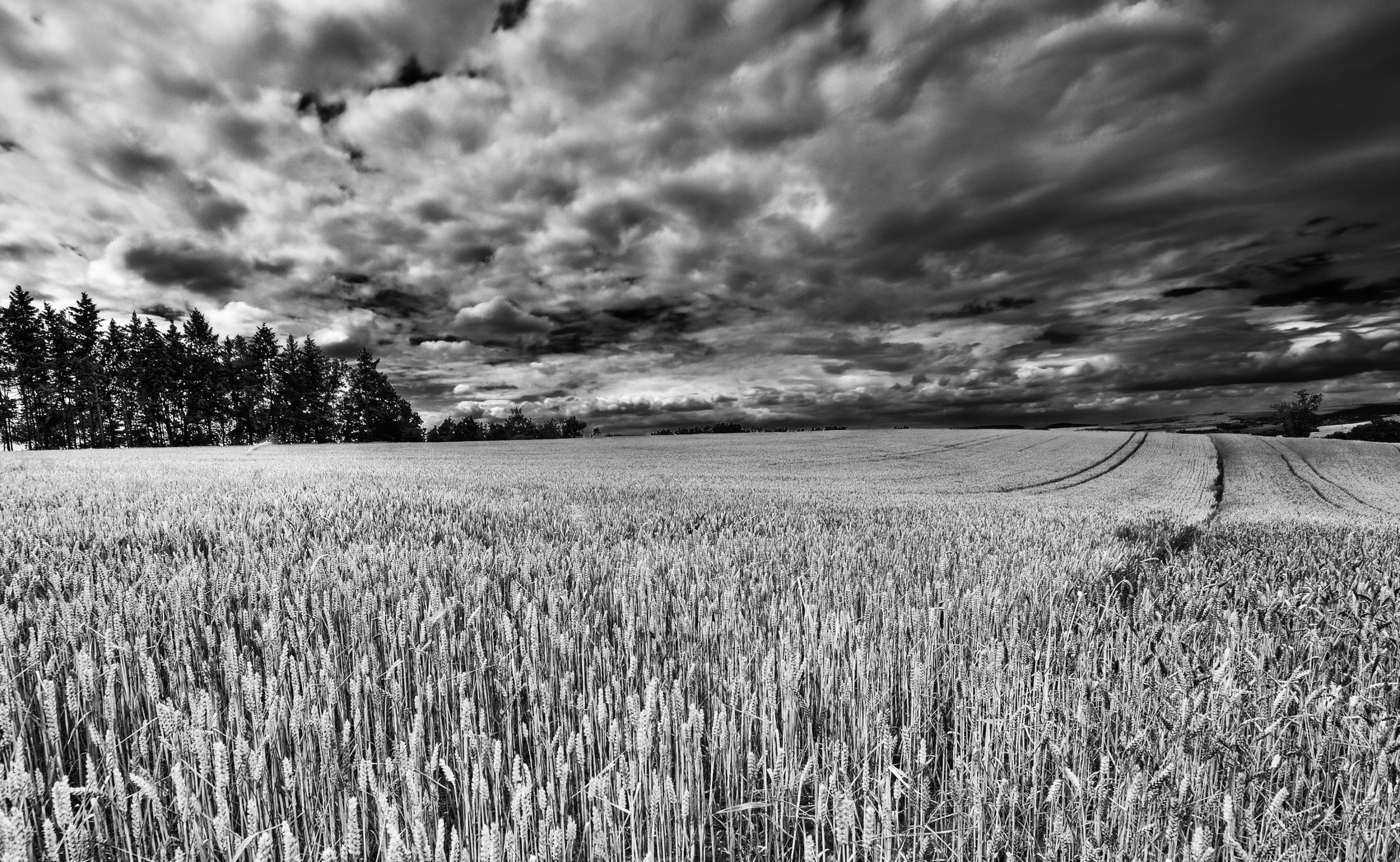 Germany, Farm, nature, Field, plantation, scene, rural scene, photomatix, growth, 2K, cloud - sky, crop, photo, agriculture, tranquil scene, corn, Dramatic, HD Wallpaper
