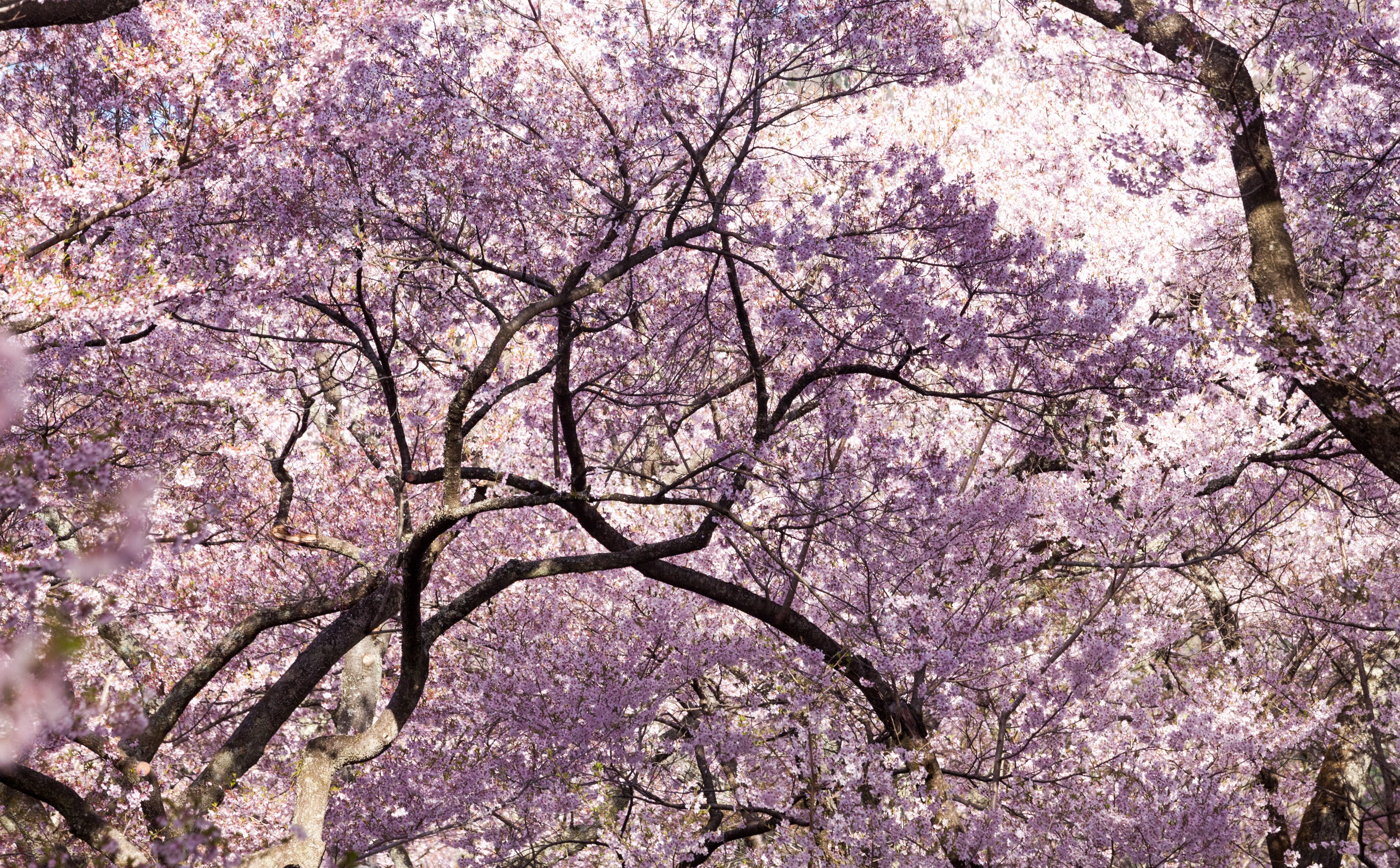 pink, 5K, Castle, tree, vulnerability, cherry tree, Outdoors, mark2, pink color, branch, cherry blossom, no people, nagano, fragility, Asia, sakura, markii, HD Wallpaper