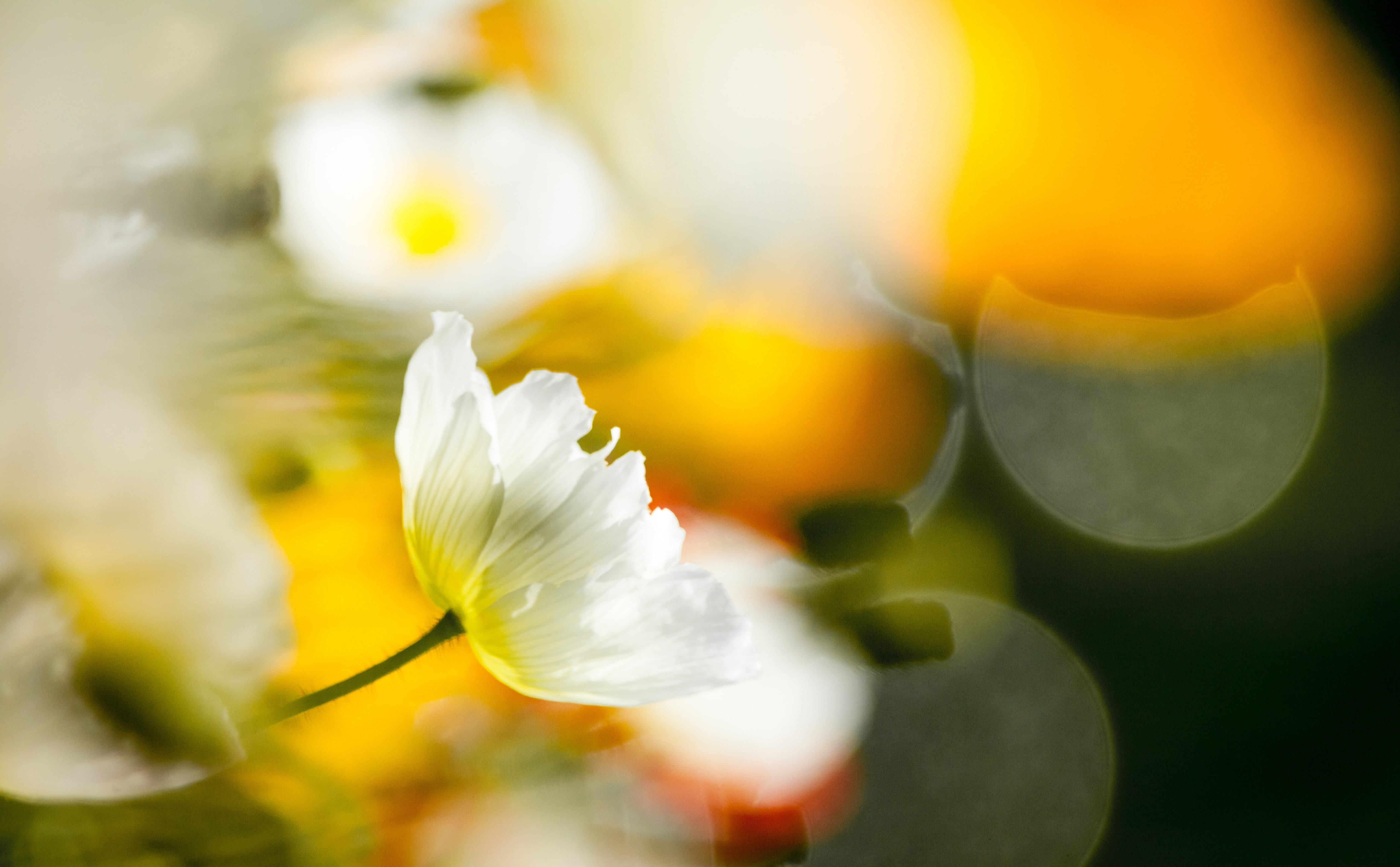 flowering plant, canon, Aero, white, freshness, soft focus, yellow, kinen, springtime, kobaken, Flower, Park, close-up, markii, fragility, plant, Japan, HD Wallpaper