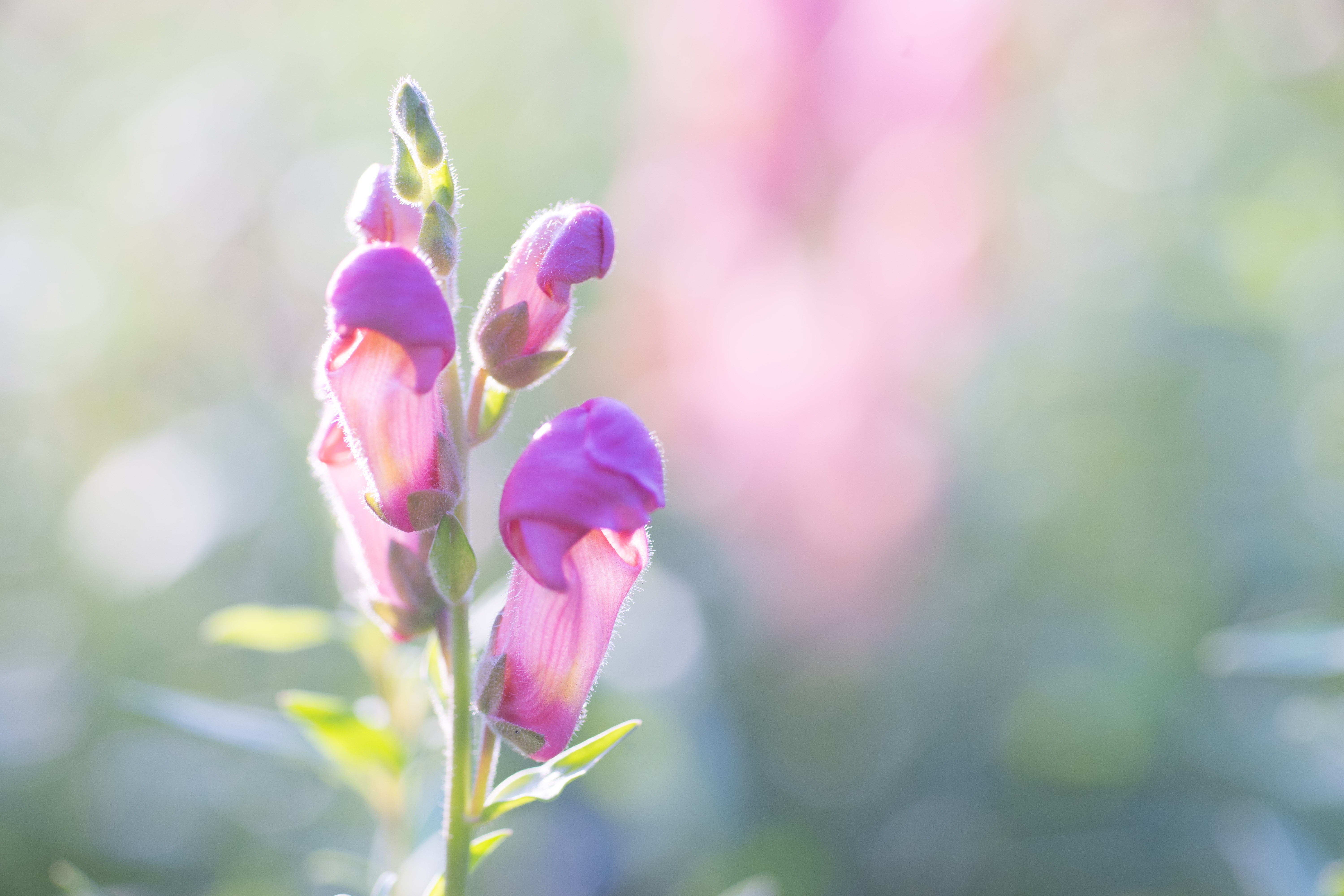 purple, selective, selective focus, pink Color, Sony A7, beauty In Nature, close-up, Flower, F2.8, flower Head, makro, Snapdragons, plant, photography, HD Wallpaper