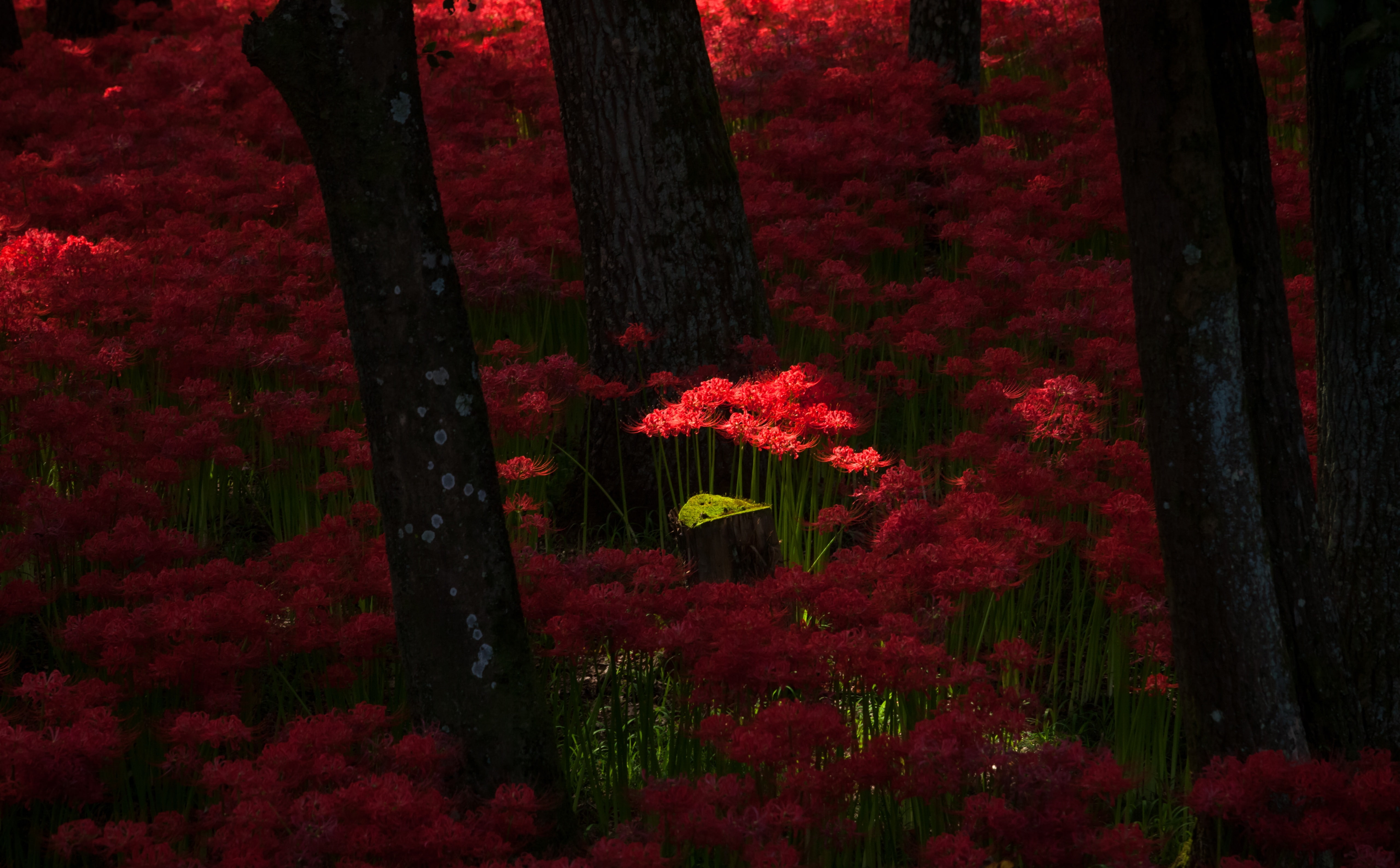 5K, trunk, growth, mark2, Shadow, spring, spiderlily, freshness, scenics - nature, Moss, Lens, lycorisradiata, red, Japan, tree trunk, surreal, tranquility, HD Wallpaper