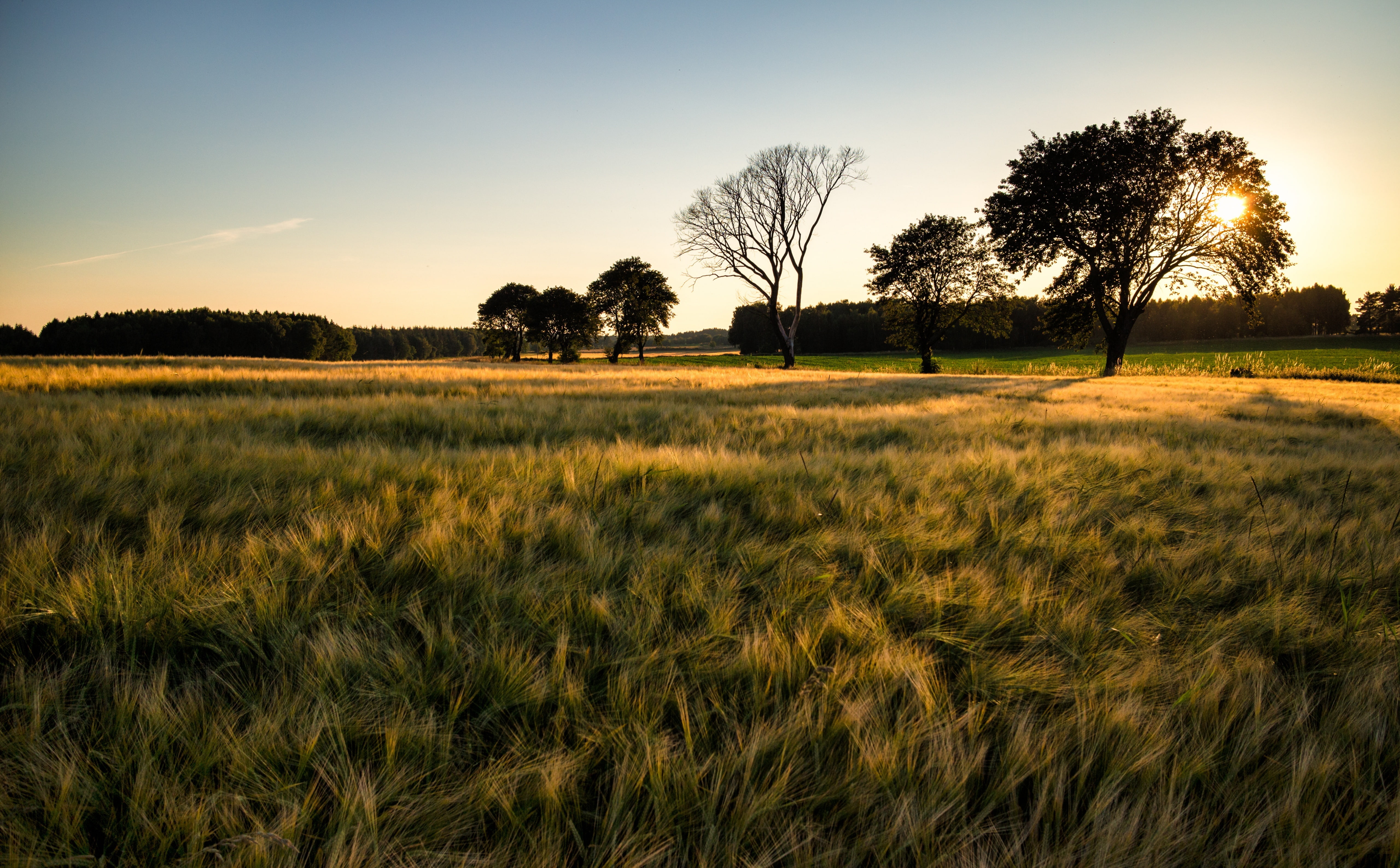 kristianstad, 5K, green, no people, plant, clear sky, Warm, everod, sky, ostrasonnarslov, scania, Landscape, outdoors, sonnarslov, Sweden, environment, HD Wallpaper