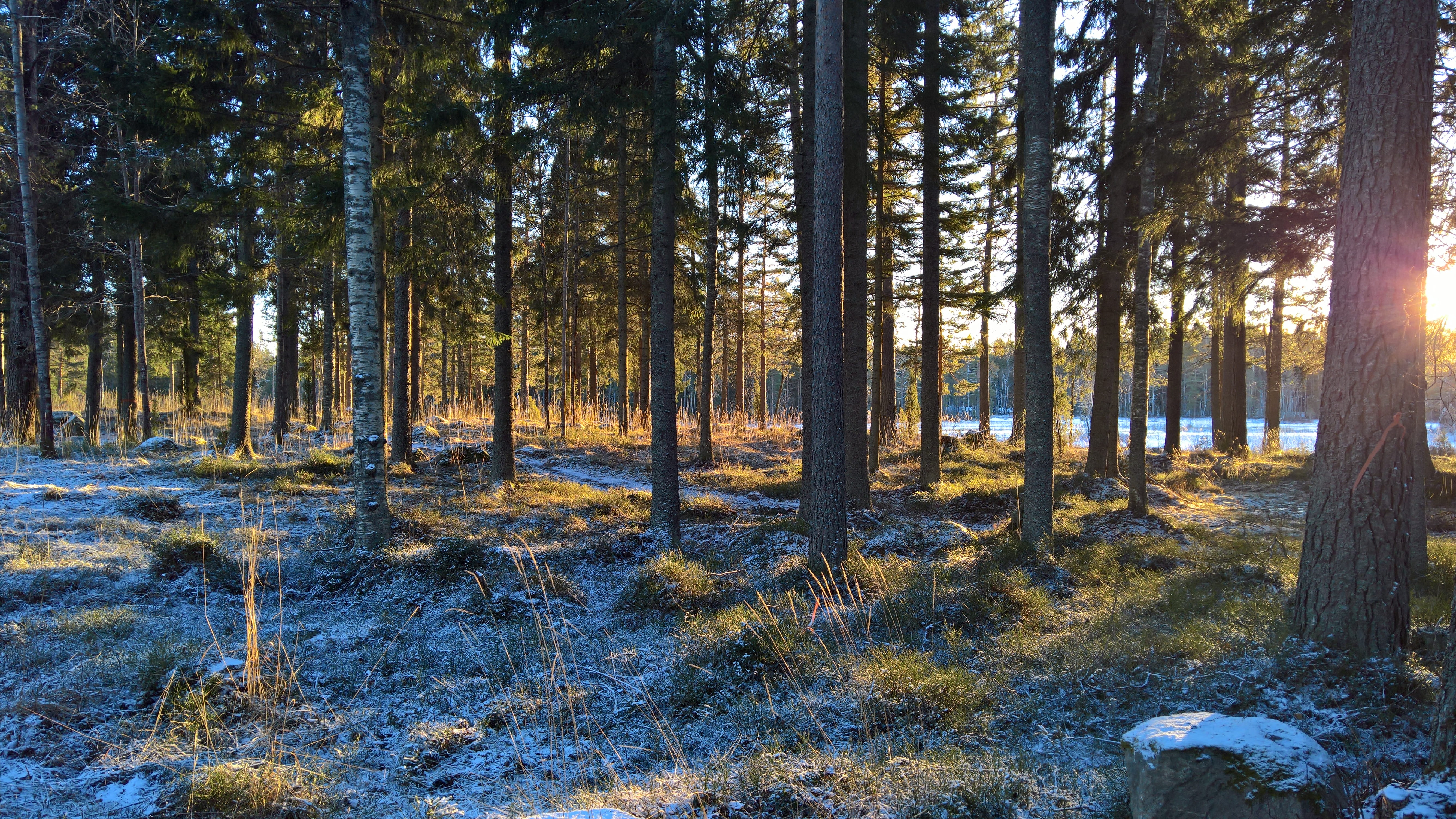 tree, winter, nature, day, forest, 5K, tranquility, sandviken, non-urban scene, land, sun, trees, growth, streaming, lake, woodland, trunk, sunlight, beauty in nature, HD Wallpaper