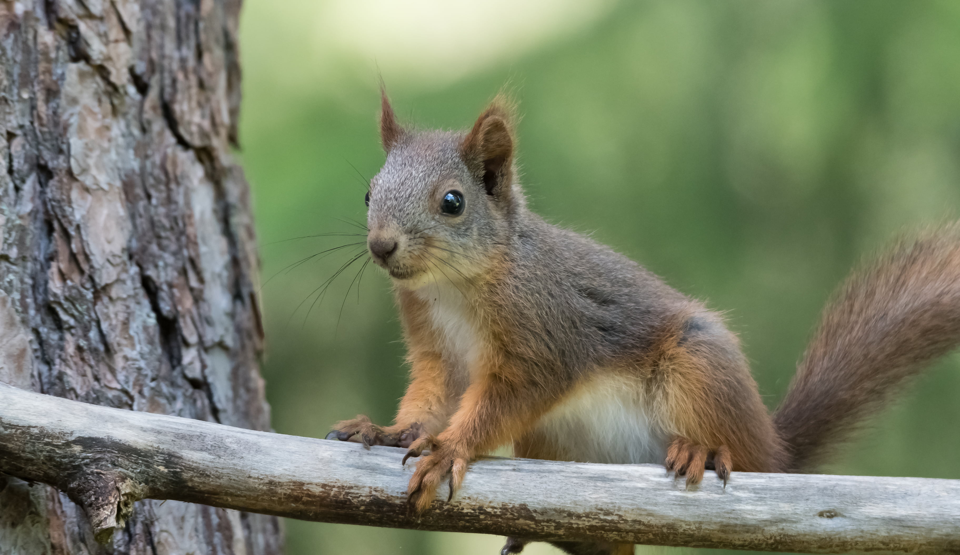 Animals, 2K, branch, Sverige, Squirrel, tree branch, tree, d500, Nature, Stockholm, Sweden, nikon, HD Wallpaper