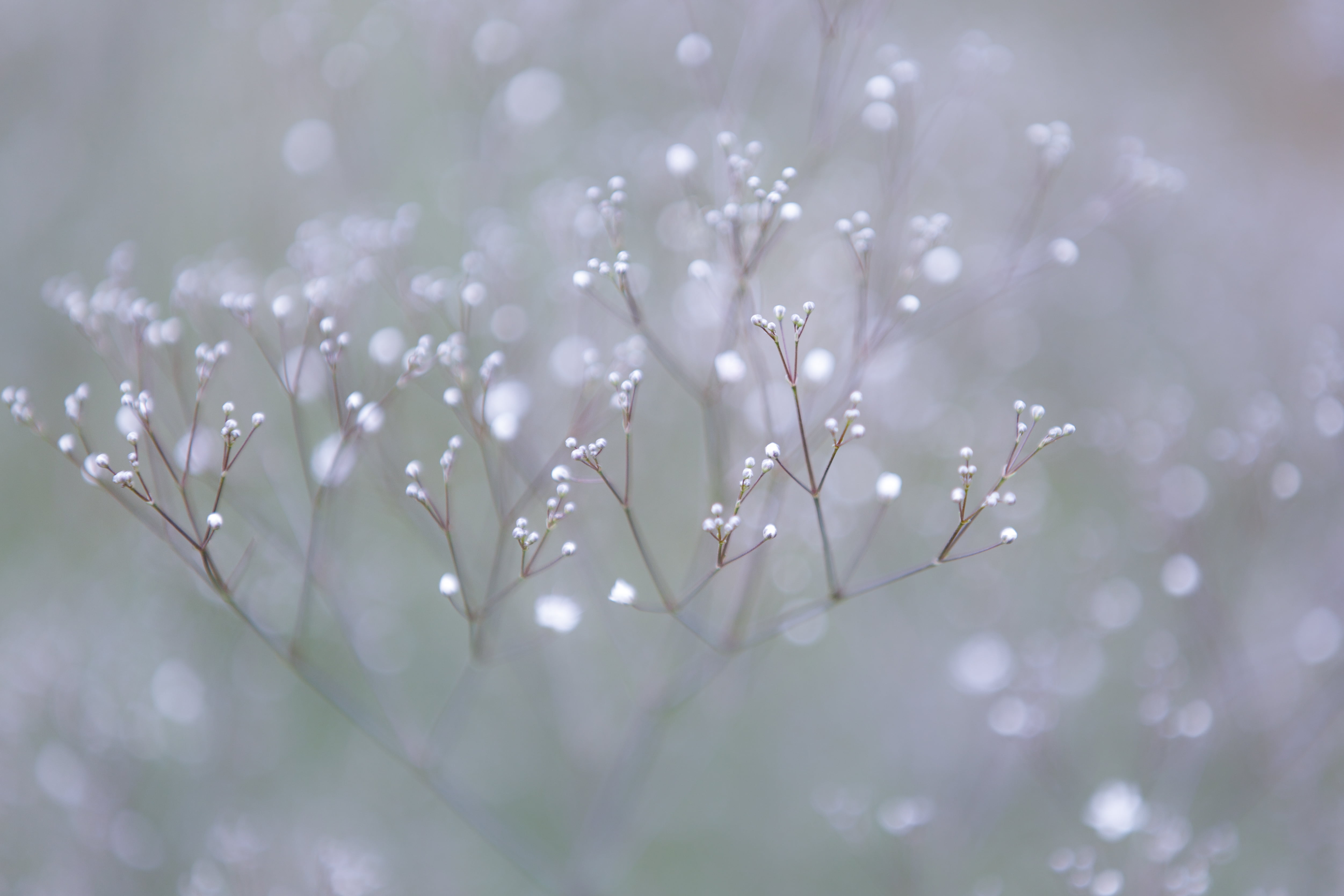 white, plant, Canon EF, close-up, mm, photo, Sweden, springtime, Simrishamn, 4K, f/2, Sverige, close, Snow, nature, close up, Canon EOS 5D Mark III, Skåne län, HD Wallpaper