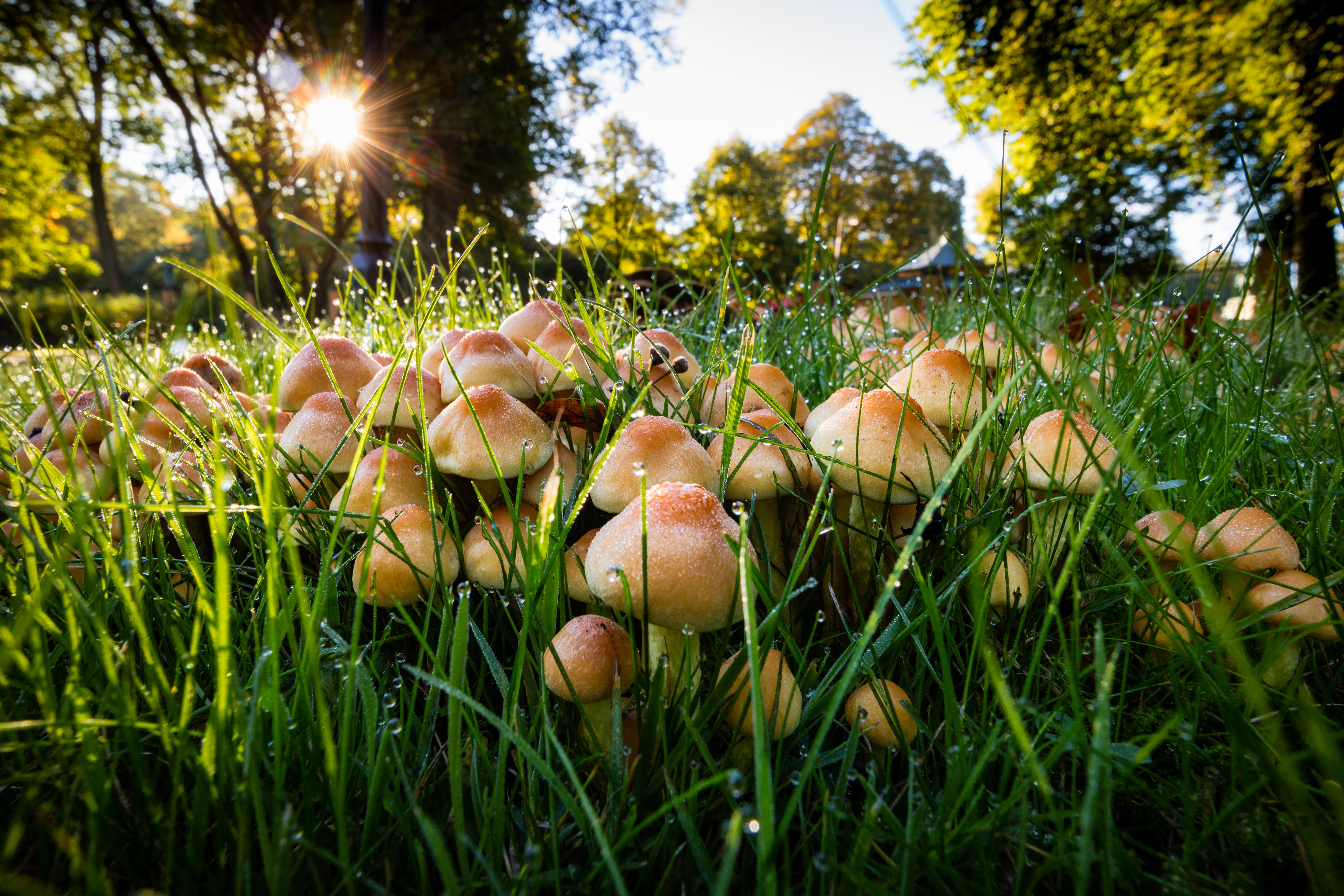 Canon EOS M3, September 29, nature, Villa Lusthusporten, food, organic, STM, season, SE, Villa  Lusthusporten, Garden, green grass, Stockholm, Mushroom, HD Wallpaper