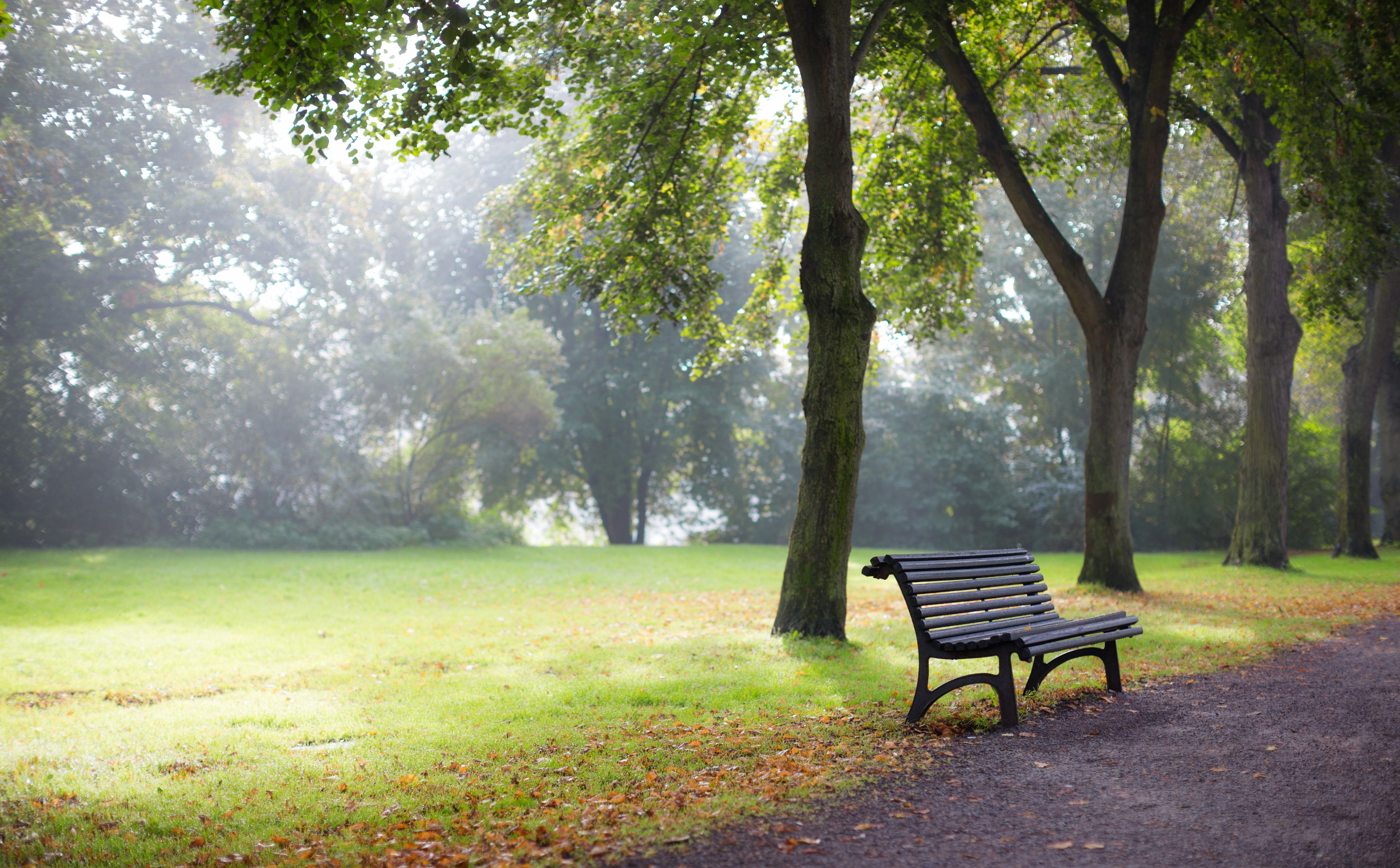 growth, Sweden, Bench, tranquility, day, canon, canonef50mmf12lusm, park, nature, absence, stockholmkommun, outdoors, trunk, tree trunk, Mist, grass, land, HD Wallpaper