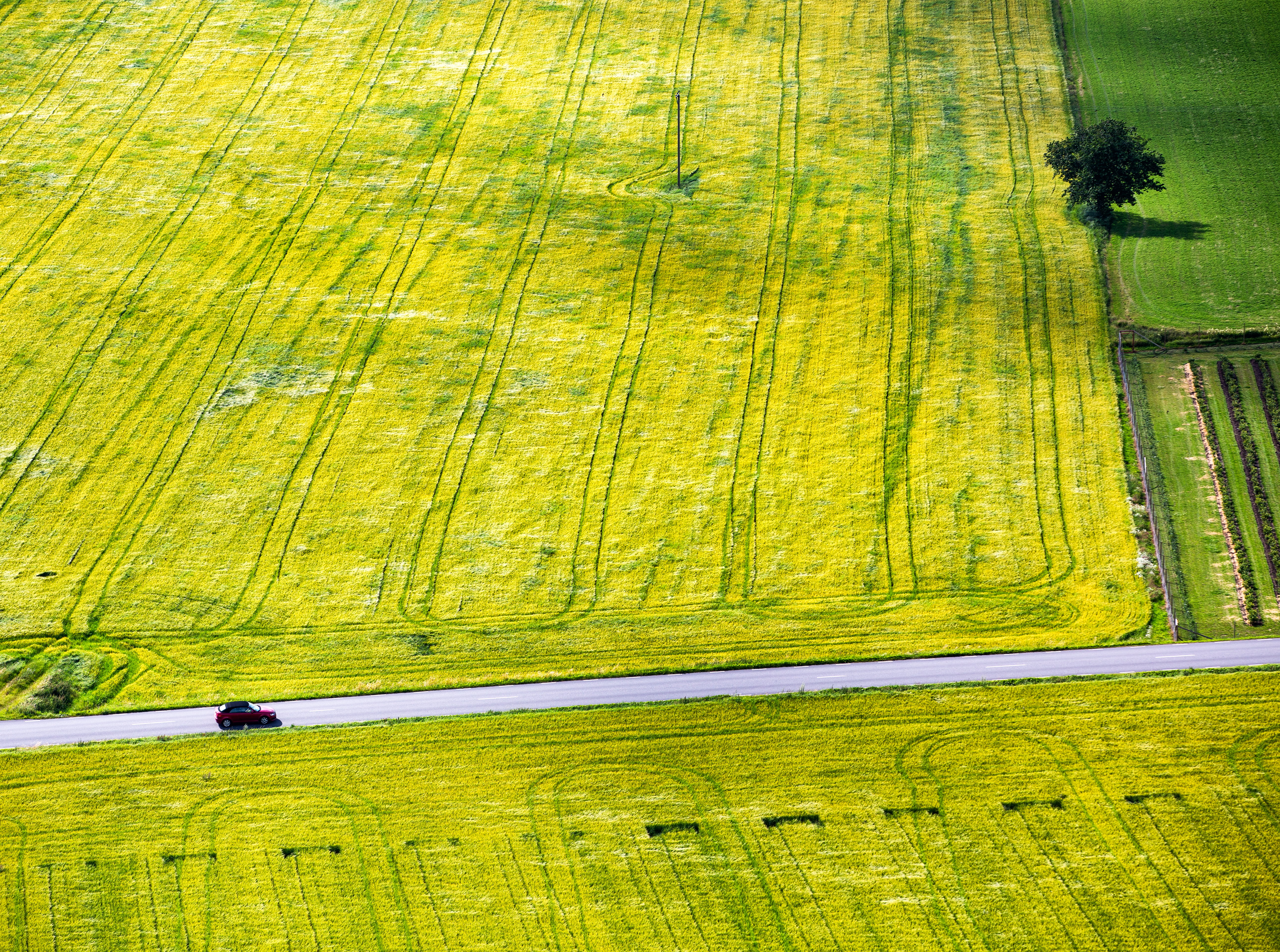 Tree, above, crop, Rapeseed, rural Scene, aerial View, prairie, Yellow, 5K, Minimalism, daytime, Sverige, Red  Road, Sweden, nature, europe, bird, flying, HD Wallpaper