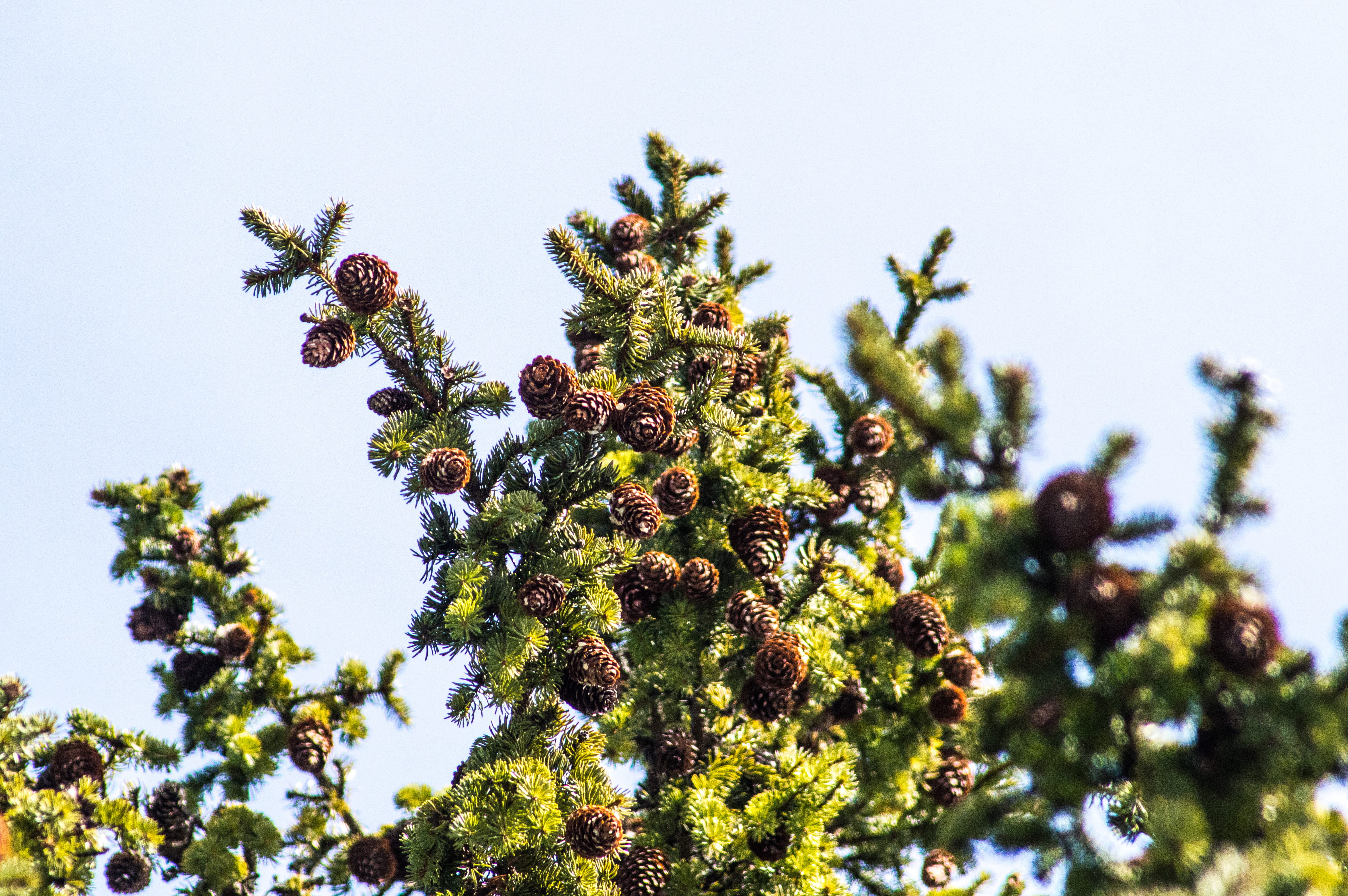 clear sky, sunlight, pine cone, no people, day, tranquility, trees, sverige, tree, growth, outdoors, focus on foreground, pinecones, plant, nature, look up, HD Wallpaper