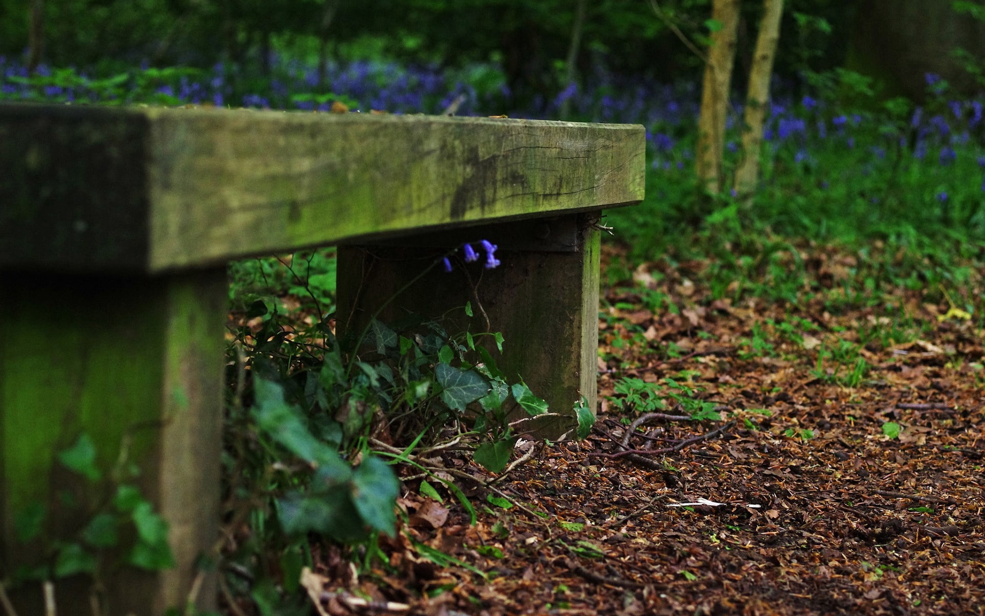 forest, wood - Material, plant, day, tranquility, flowers, emotion, bench, park - Man Made Space, footpath, field, tombstone, scenics, tranquil Scene, stone, HD Wallpaper