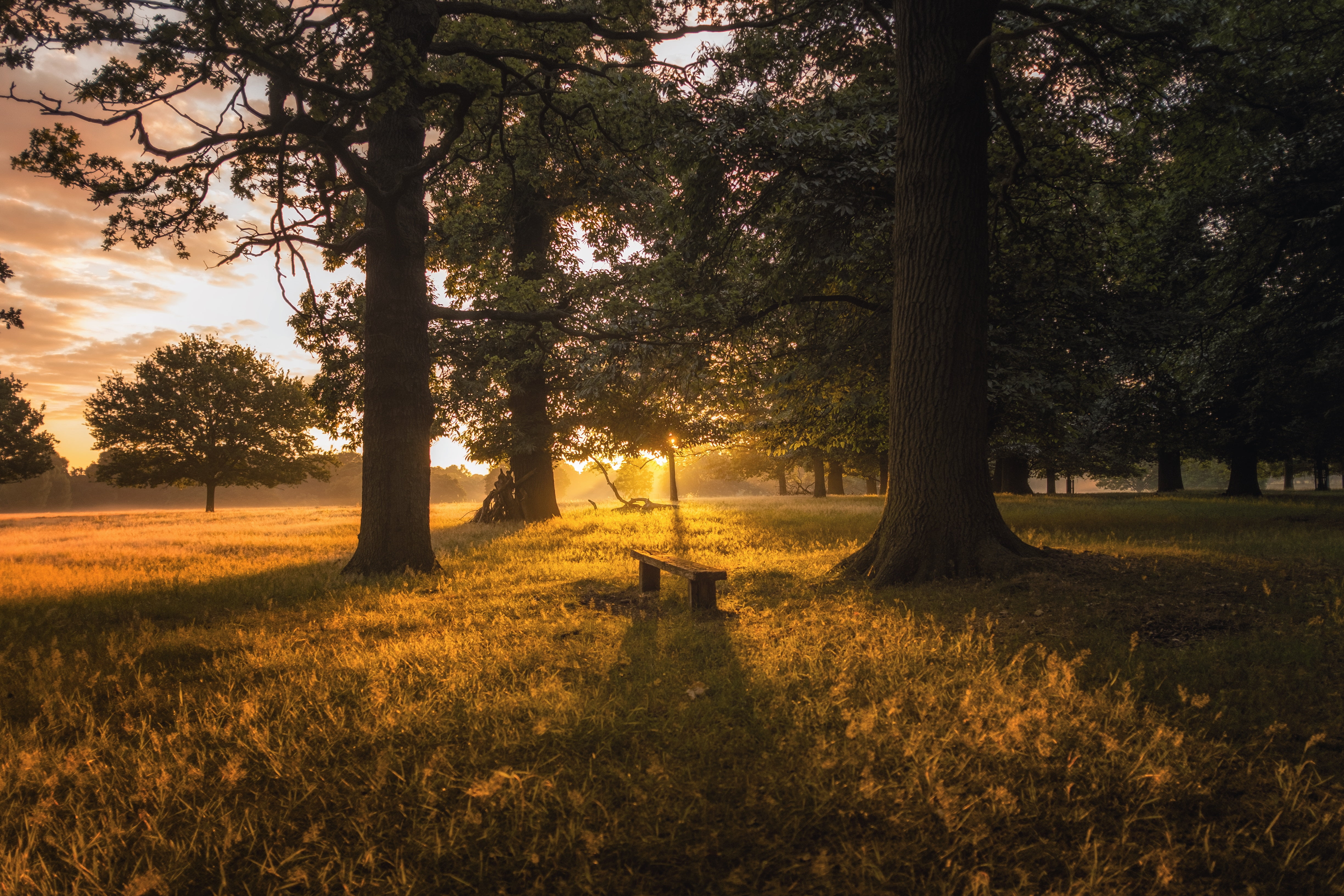 tombstone, no People, meadow, grave, branch, yellow, non-Urban Scene, beauty In Nature, scenics, sunrise - Dawn, nature, vibrant Color, tranquil Scene, HD Wallpaper