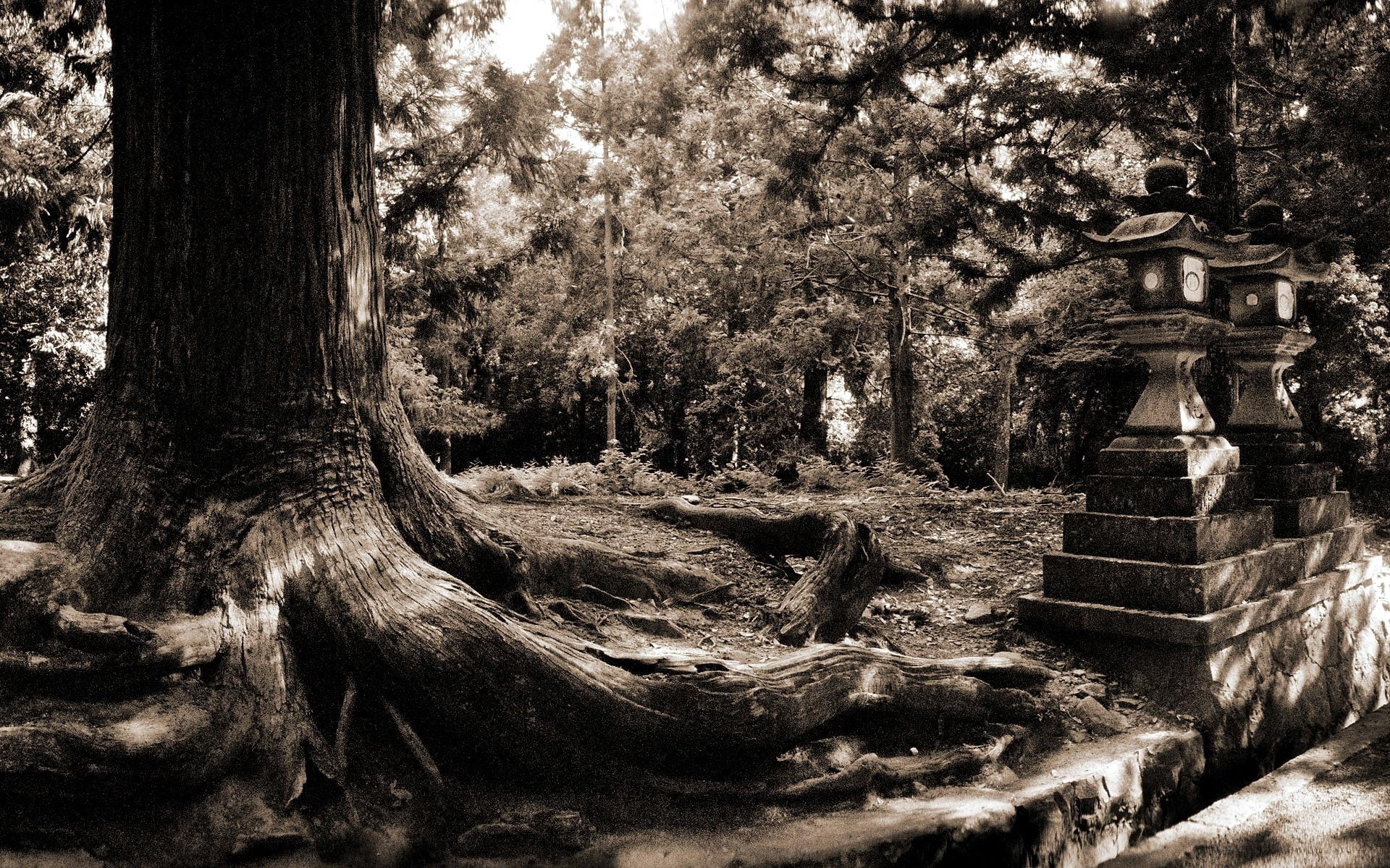 root, sepia, history, land, beauty in nature, built structure, tree, dark, park, 1080P, old, trunk, architecture, growth, autumn, death, sculpture, city, HD Wallpaper