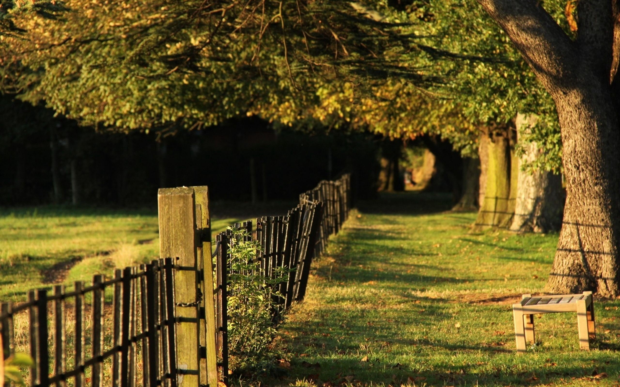 trees, springtime, summer, meadow, cemetery, park, farm, brown, no People, yellow, landscape, non-Urban Scene, tranquil Scene, 2K, nature, in a row, season, HD Wallpaper