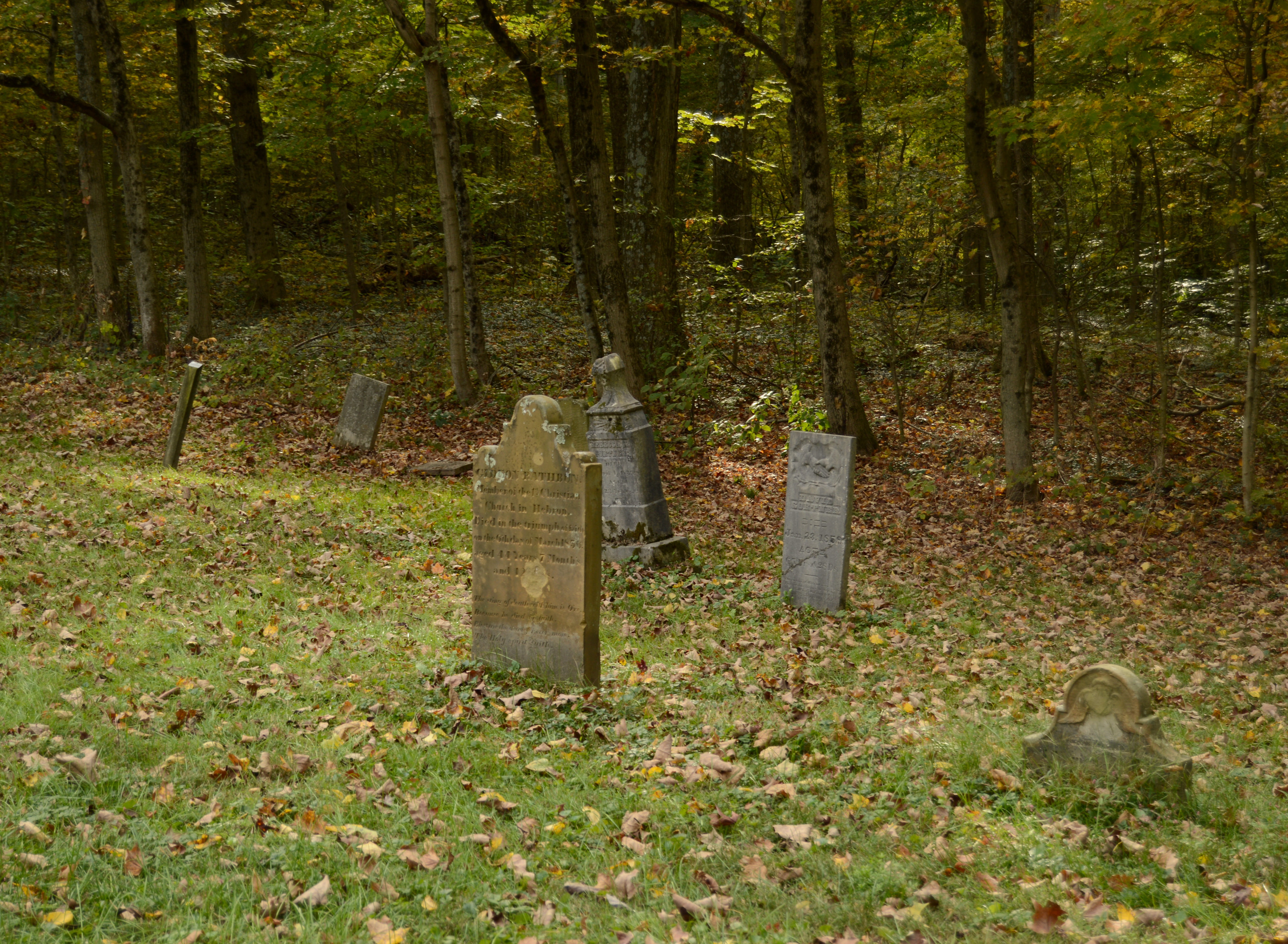 forest, trunk, plant, tranquility, stone, headstone, nature, tombstones, trees, near, graves, grave, cemetery, sadness, solid, 5K, day, no people, daytime, HD Wallpaper