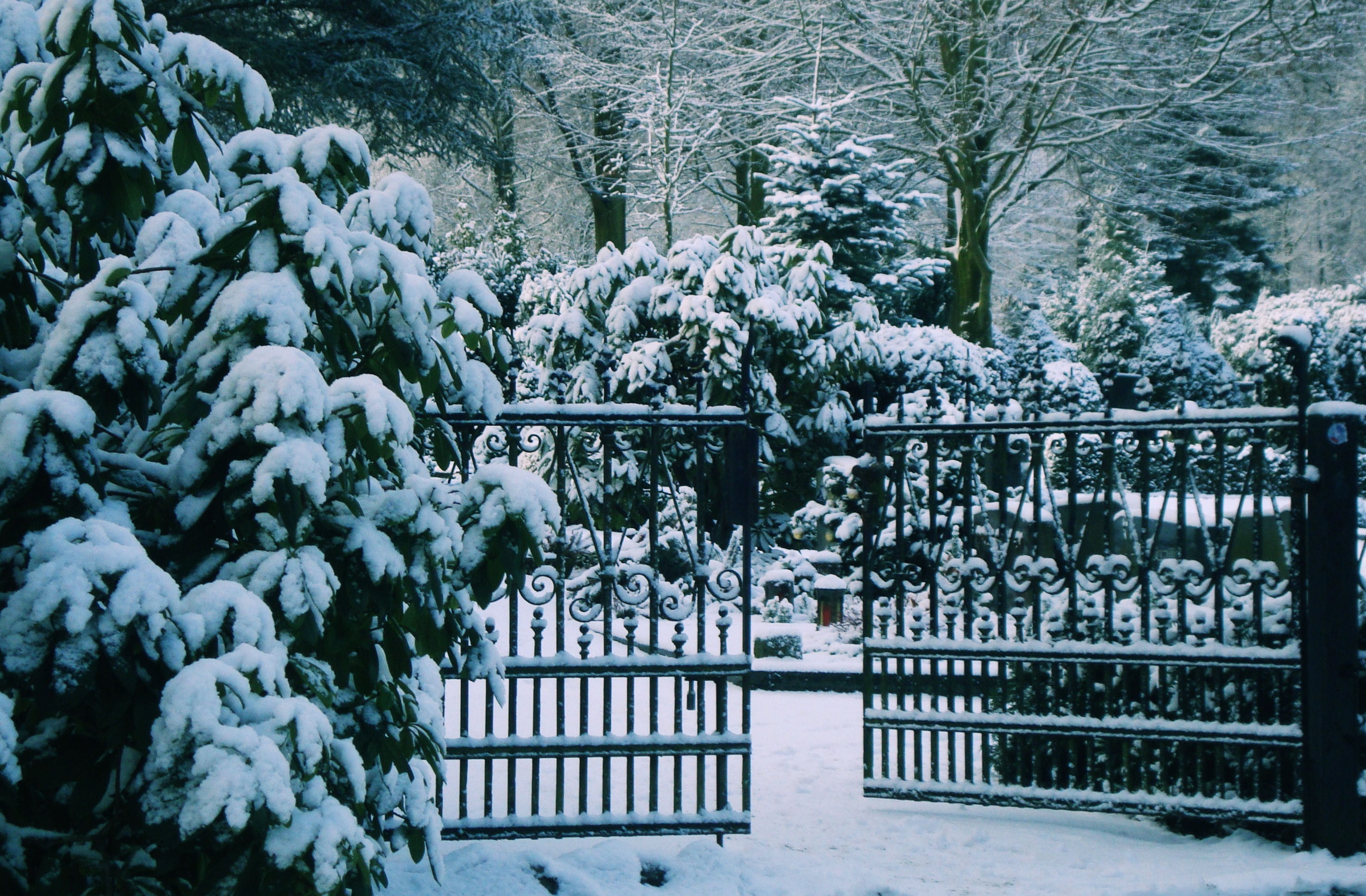 flower, cemetery, Snow, outdoors, safety, 2K, trees, woodland cemetery, boundary, mourning, opened, cold temperature, no people, focus on foreground, Goal, HD Wallpaper