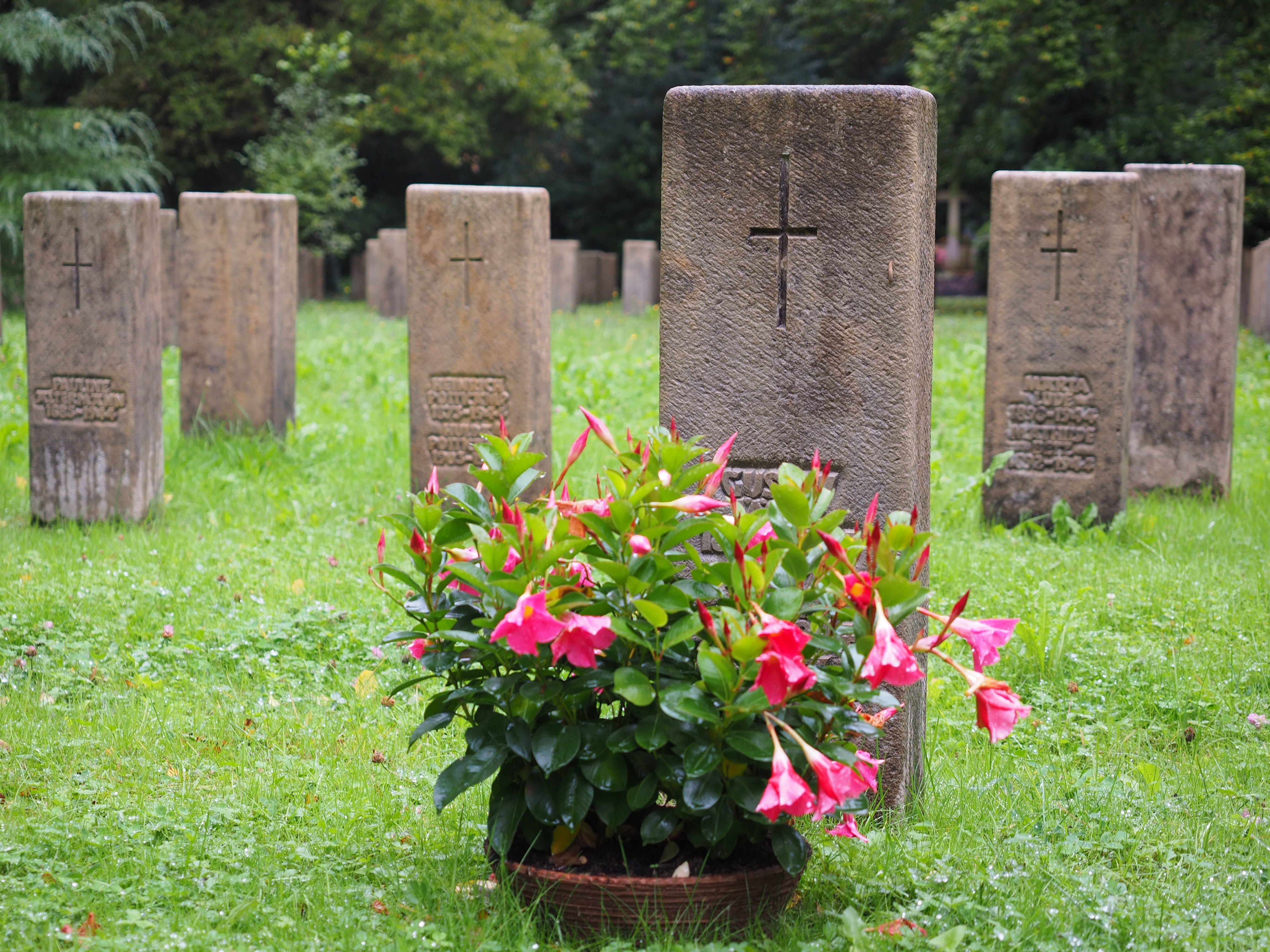 the past, grave stones, flower, no people, outdoors, religion, aviator prey field, growth, grave, tomb, past, tombstone, respect, resting place, plant, HD Wallpaper