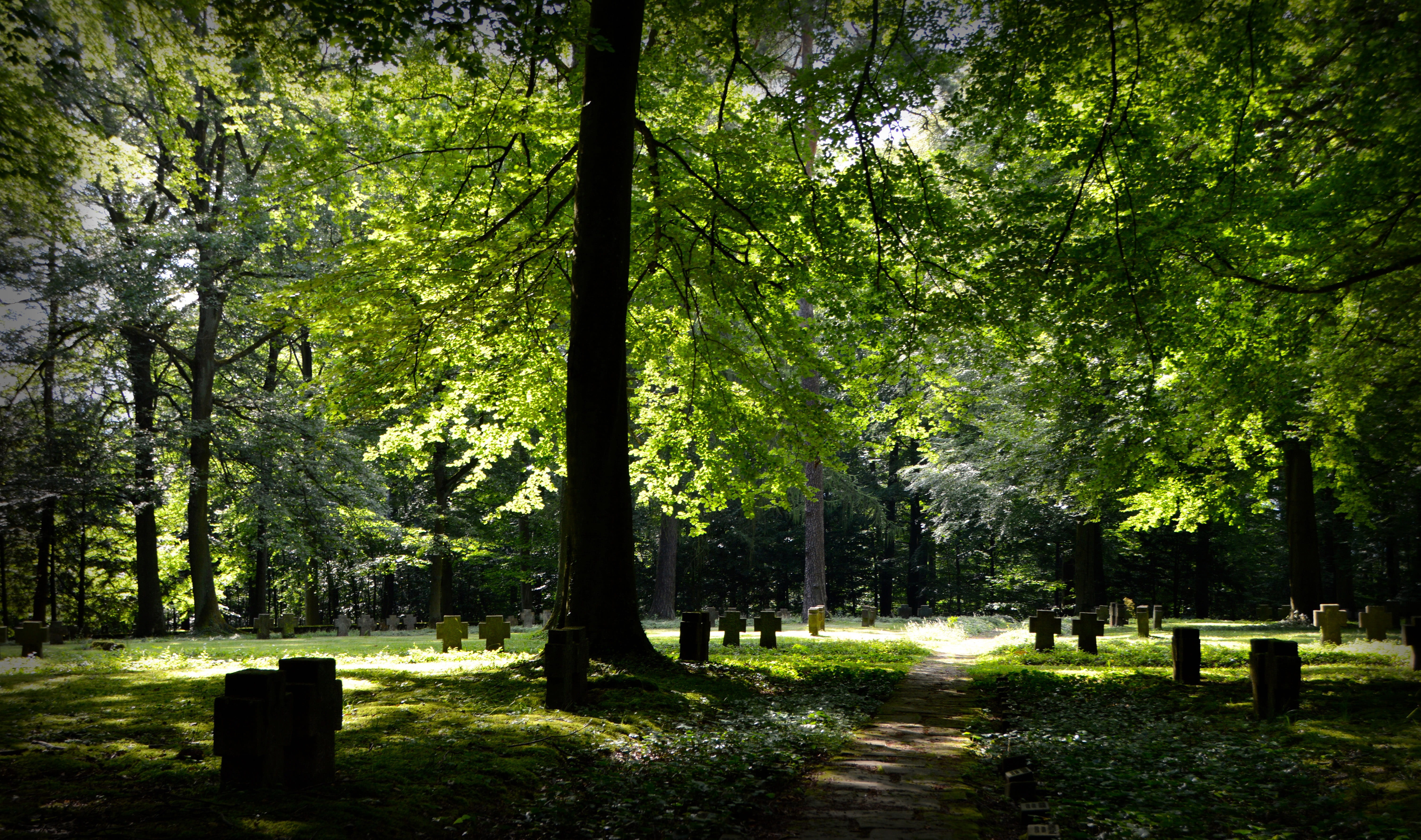 consolation, green, tree trunk, longing, footpath, photography, weststadt, landscape, plant, outdoors, tranquility, trees, woodland, tree, grave, cemetery, HD Wallpaper