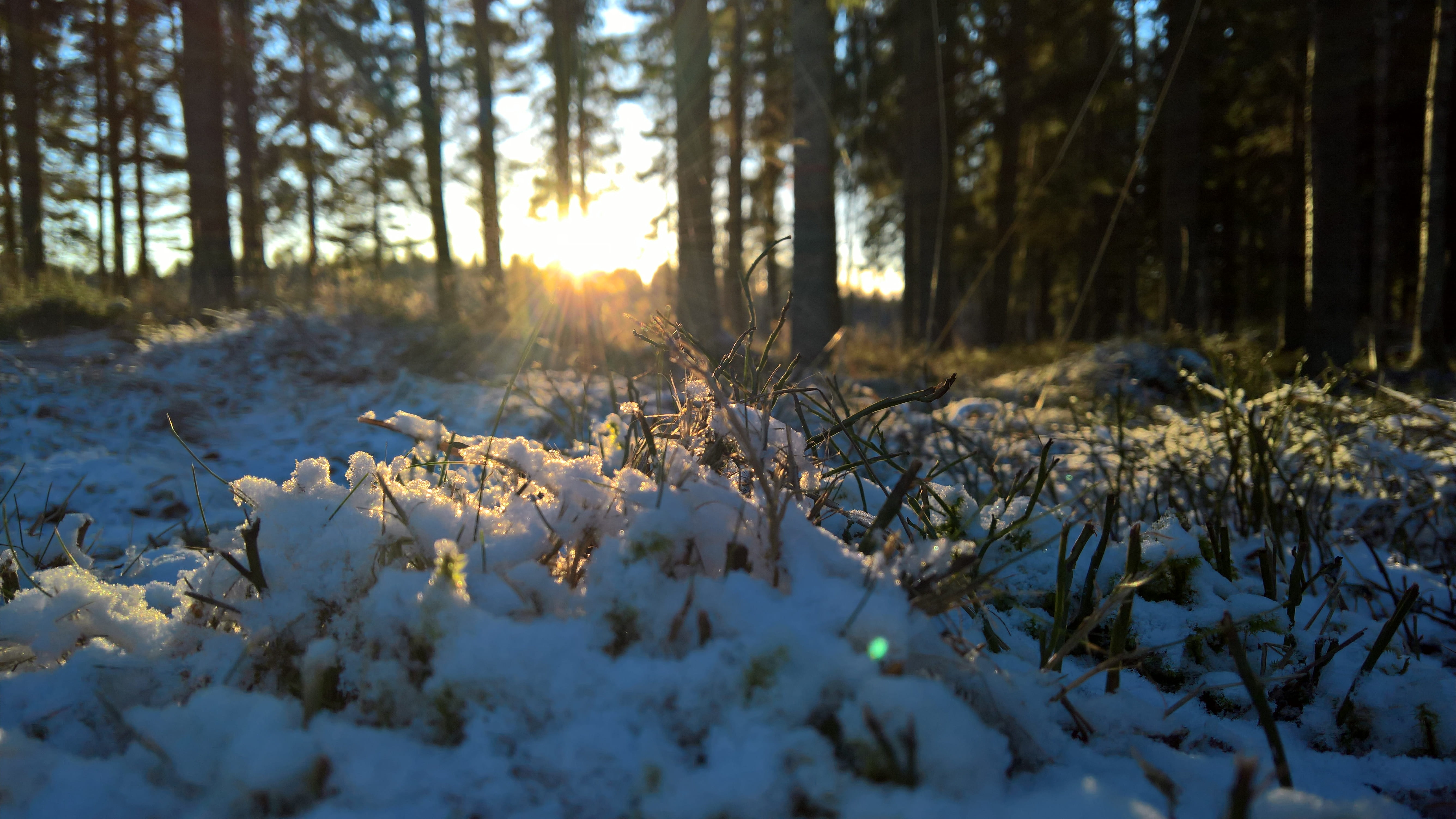 field, winter, environment, trees, sandviken, 5K, january, landscape, nature, sverige, sunlight, tranquil scene, outdoors, woodland, day, land, no people, HD Wallpaper