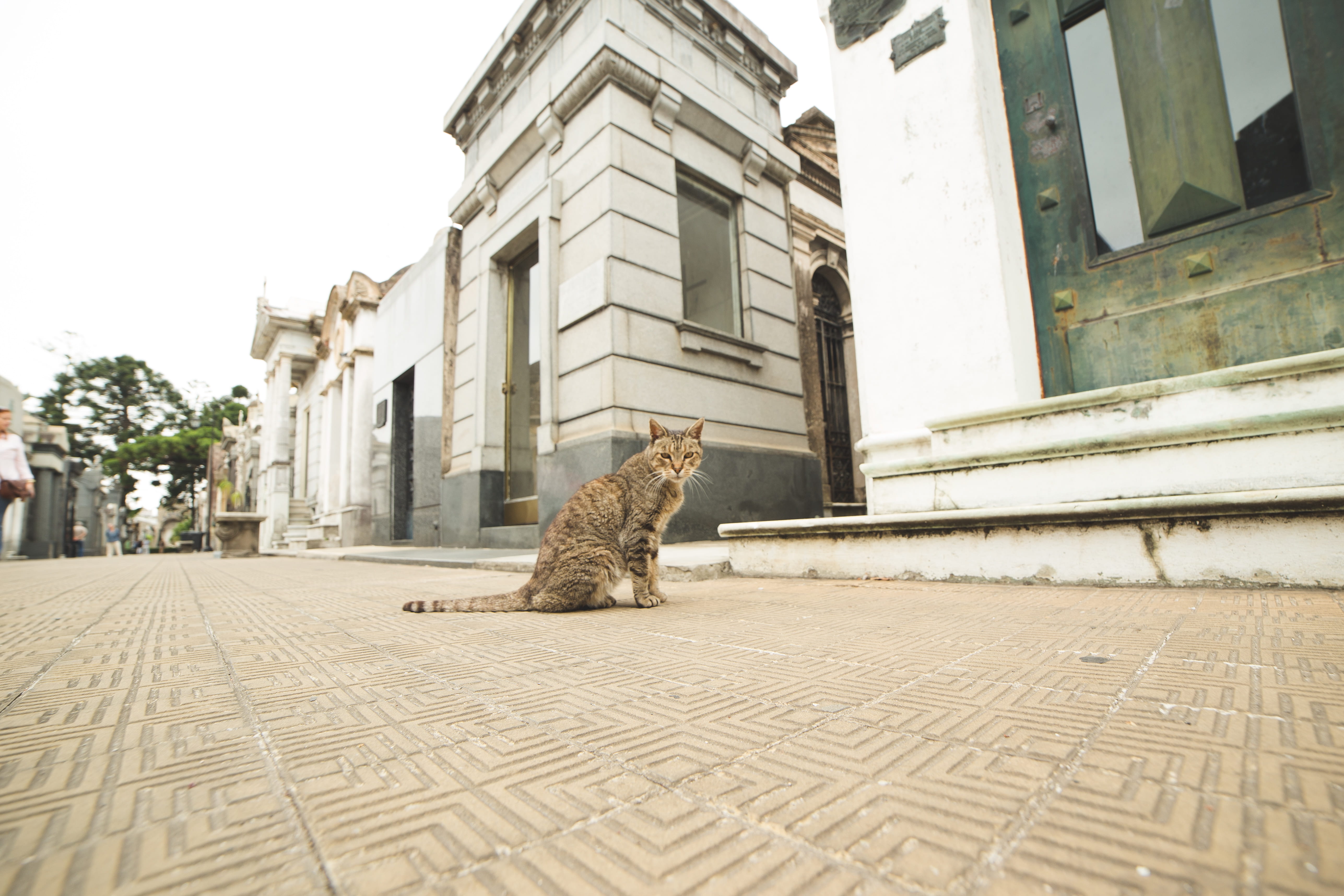outdoors, city, cemetery, built structure, recoleta, surface level, architecture, no people, animal, animal themes, one animal, argentina, sitting, feline, HD Wallpaper