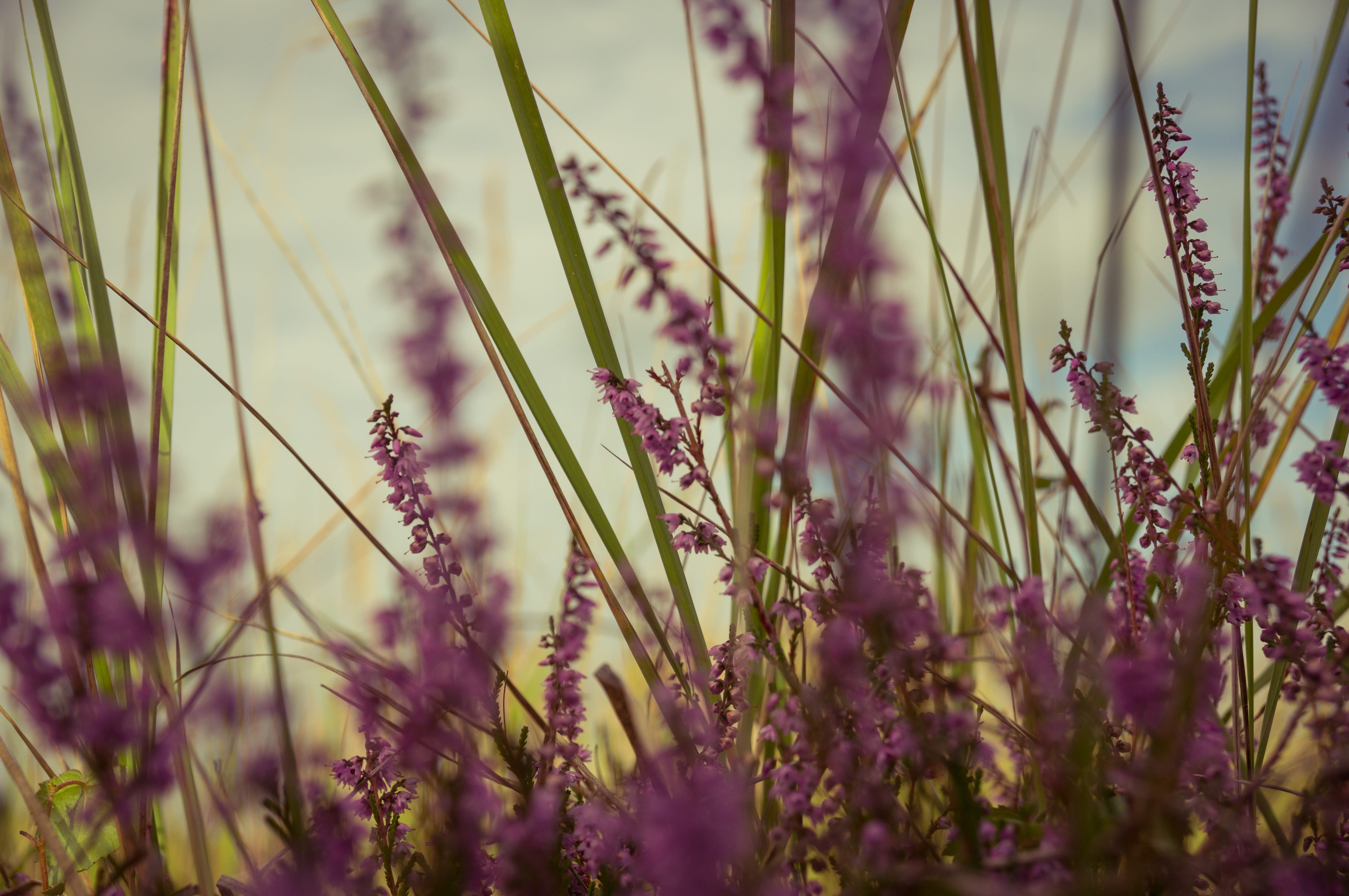 fragrance, old fashioned, lavandula, purple, tranquility, nostalgia, garden, freshness, flower, old, field, shabby, bloom, fragility, summer, flower purple, HD Wallpaper