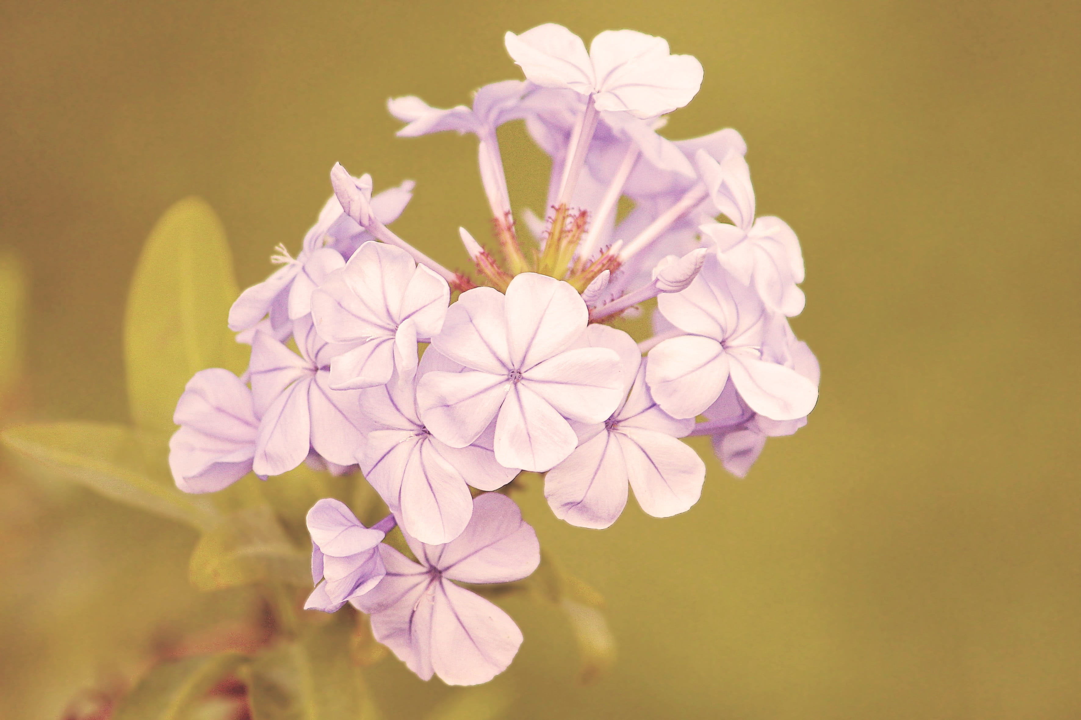 flowers, flower, shabby, vintage, inflorescence, outdoors, beauty in nature, blossom, growth, retro, pollen, shabby-chic, close-up, no people, bloom, plant, HD Wallpaper