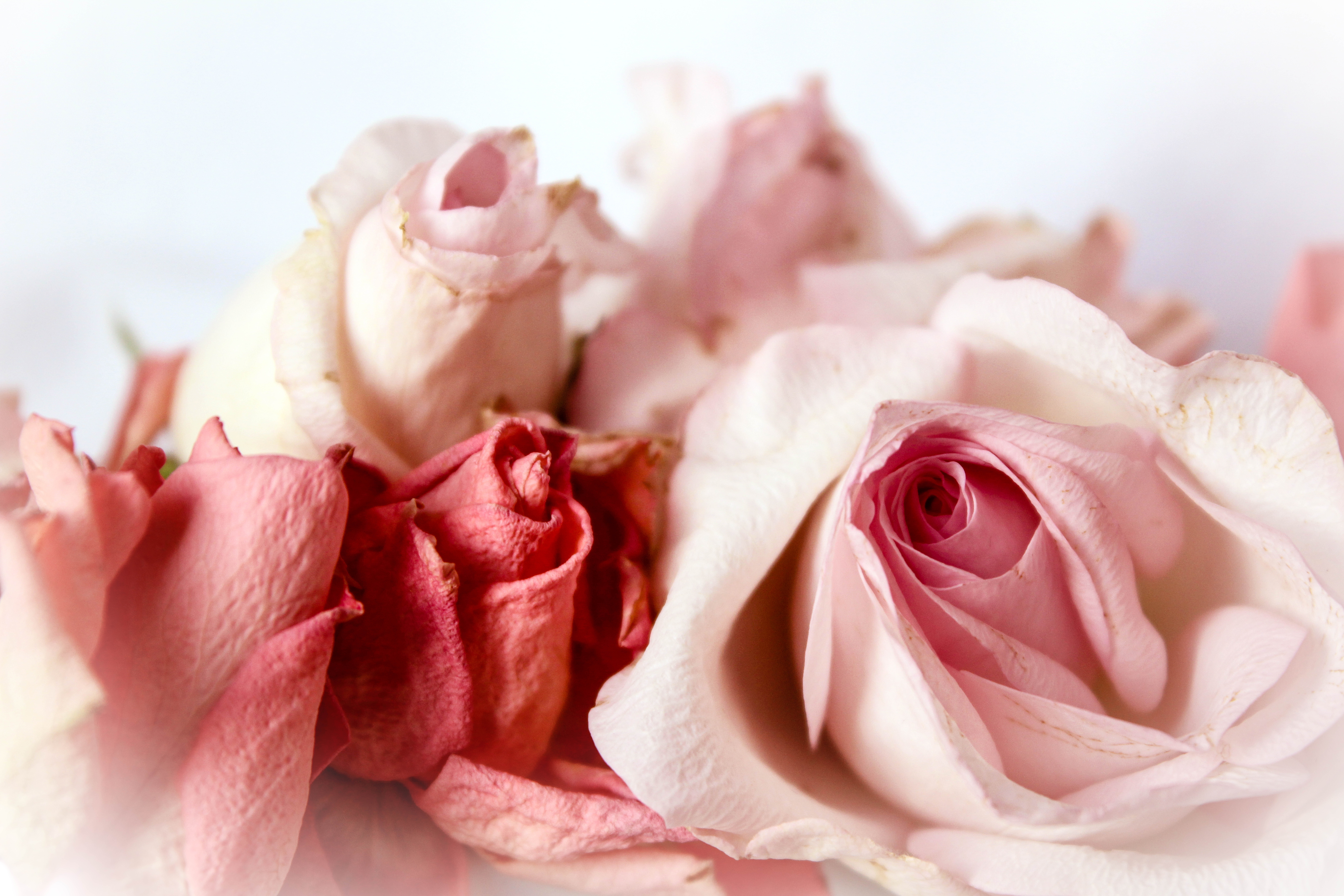 shabby chic, beauty in nature, bouquet, pink Color, playful, freshness, rose, selective, focus, celebration, plant, fragility, inflorescence, white, background, HD Wallpaper