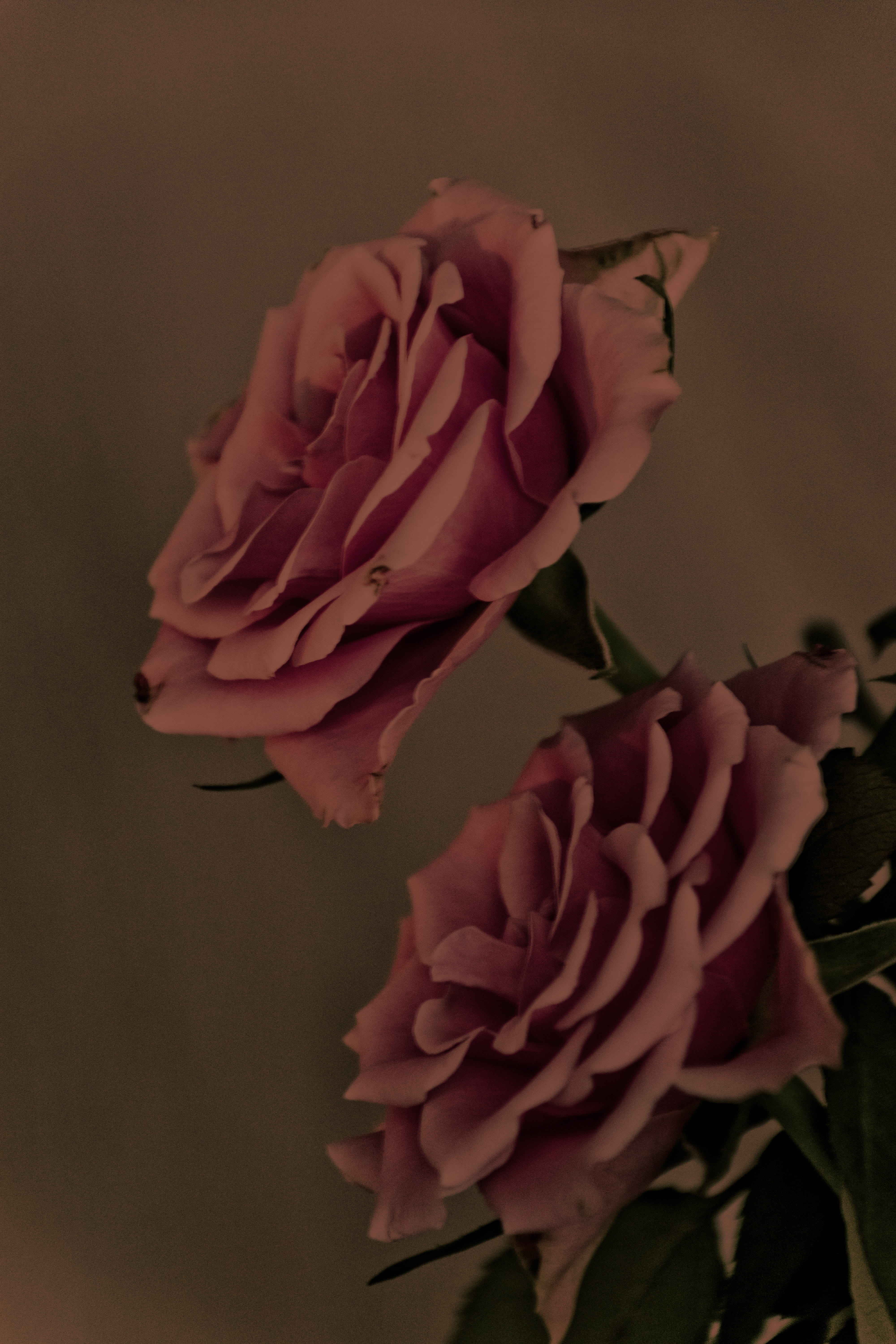 fragility, tender, vintage, worn, nature, book, used, style, old, 5K, flowering plant, romance, inflorescence, antique, antiquariat, stationery, petal, Phone HD Wallpaper
