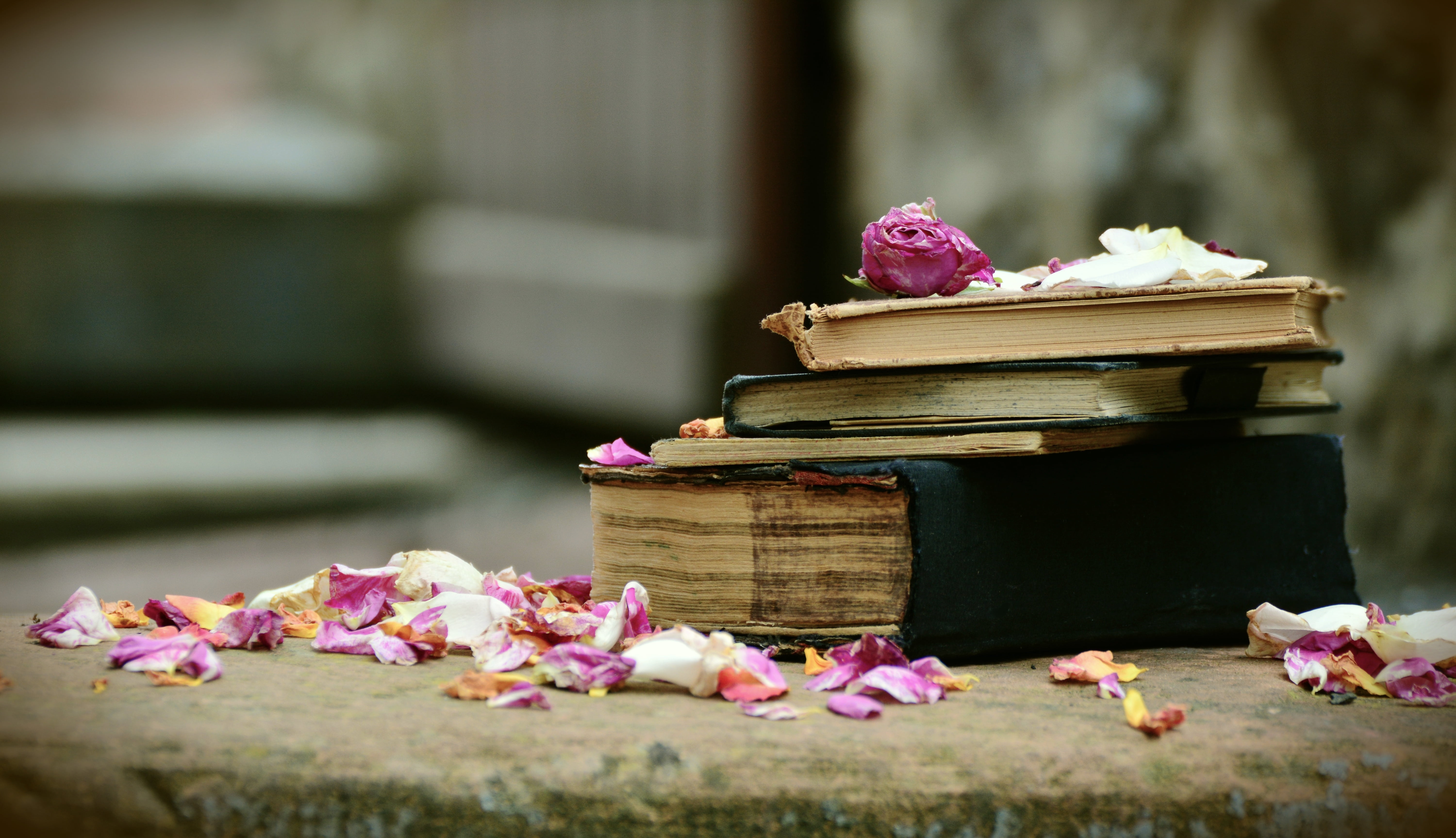 literature, growth, book market, petal, library, fragility, close-up, plant, worn, used books, day, old books, petals, vulnerability, flower head, outdoors, HD Wallpaper