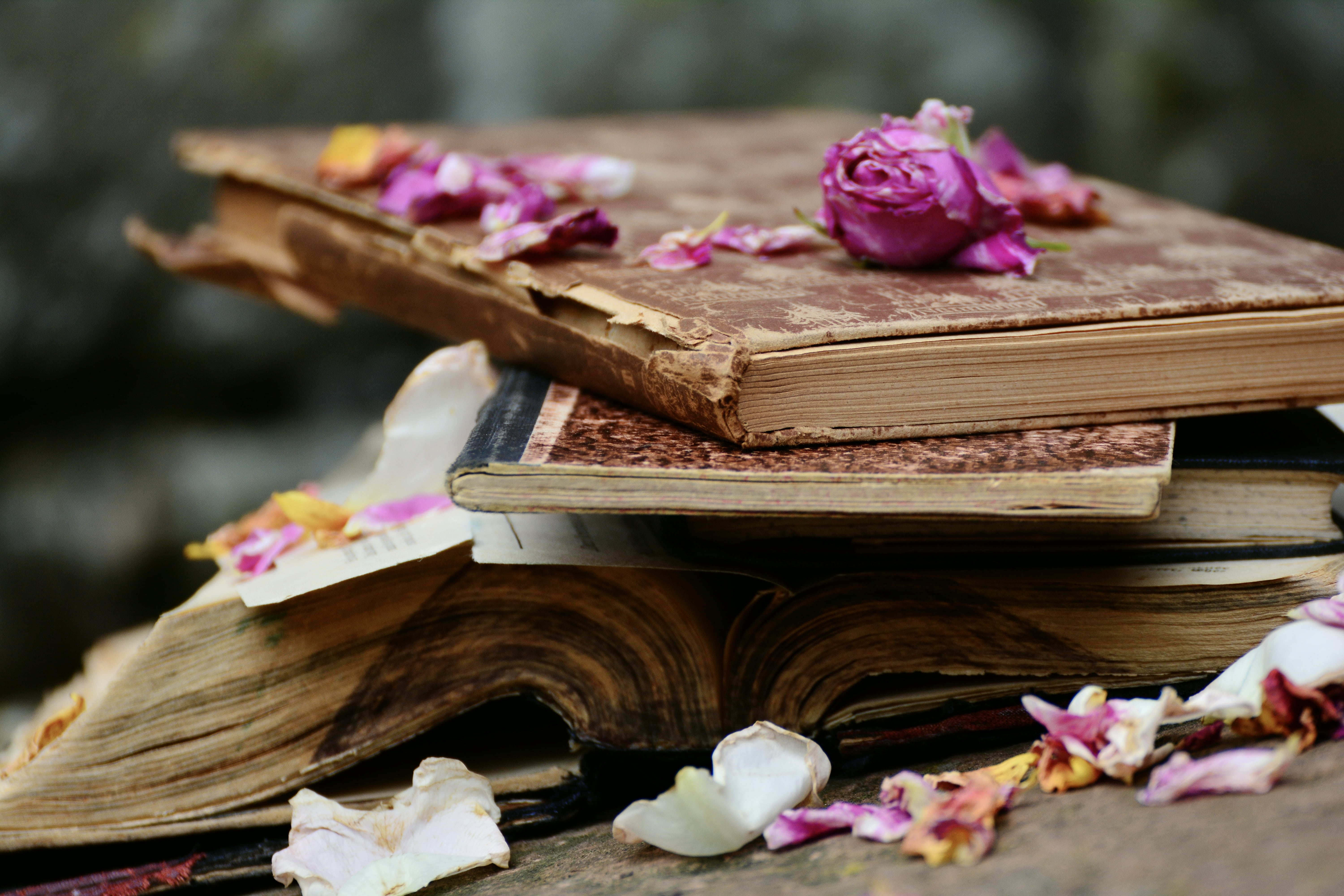 food, book, beauty in nature, book market, petal, rose petals, plant, vulnerability, container, temptation, books, stacked, still life, 5K, flowering plant, HD Wallpaper