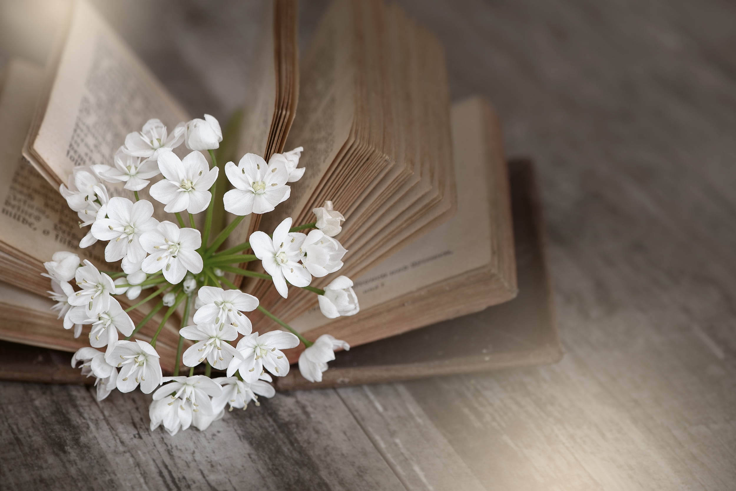 backgrounds, close, close-up, indoors, vulnerability, fragility, flower arrangement, plant, flooring, cherry blossom, high angle view, old, flower, table, HD Wallpaper