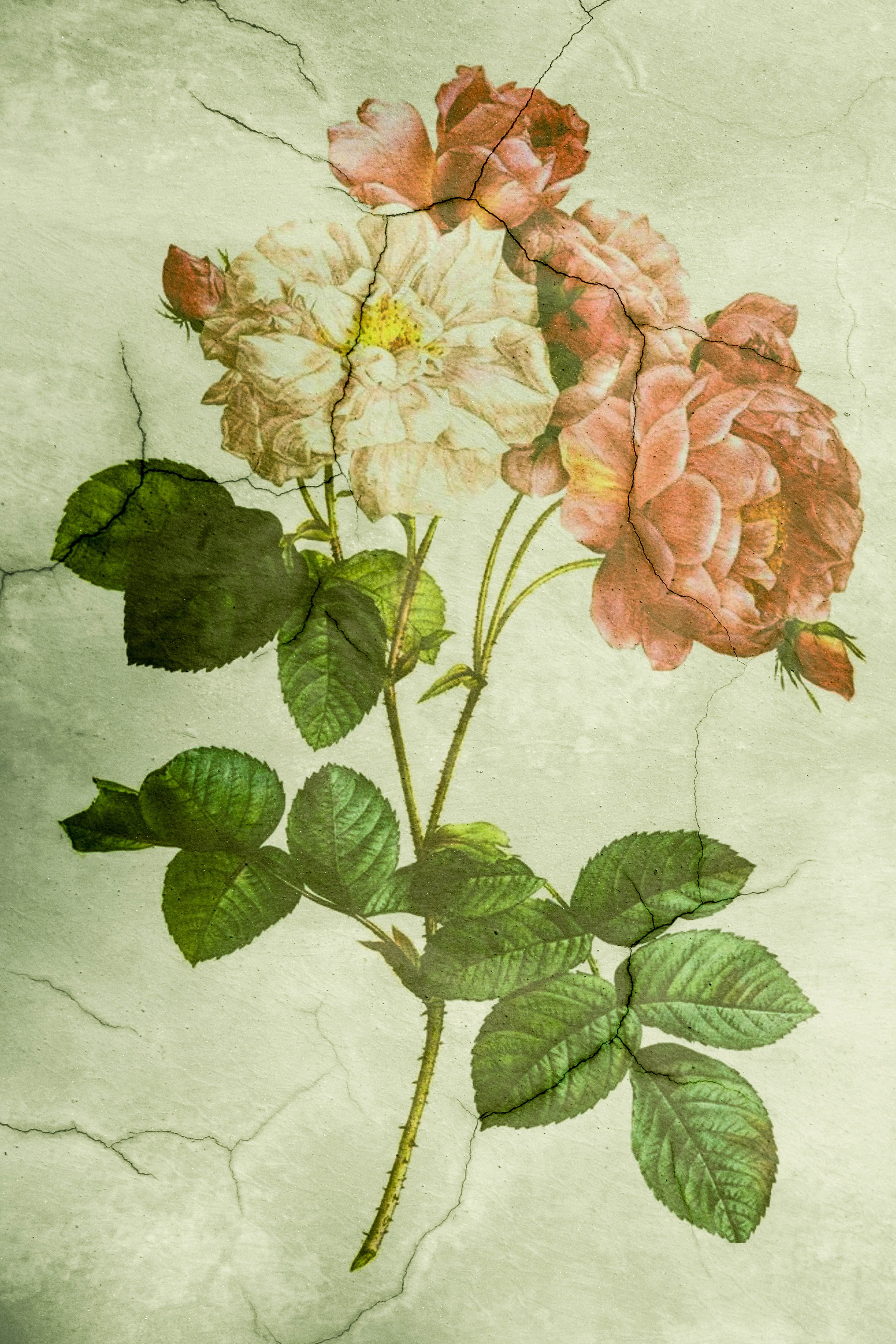 5K, painting, red, nature, studio shot, flower, cetacean, no people, flowering plant, plant part, petal, freshness, old, white pink, beauty in nature, Phone HD Wallpaper