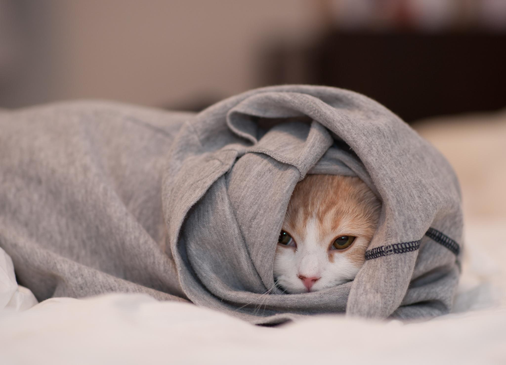 orange, wrapped, 1080P, kitten, animals, HD Wallpaper