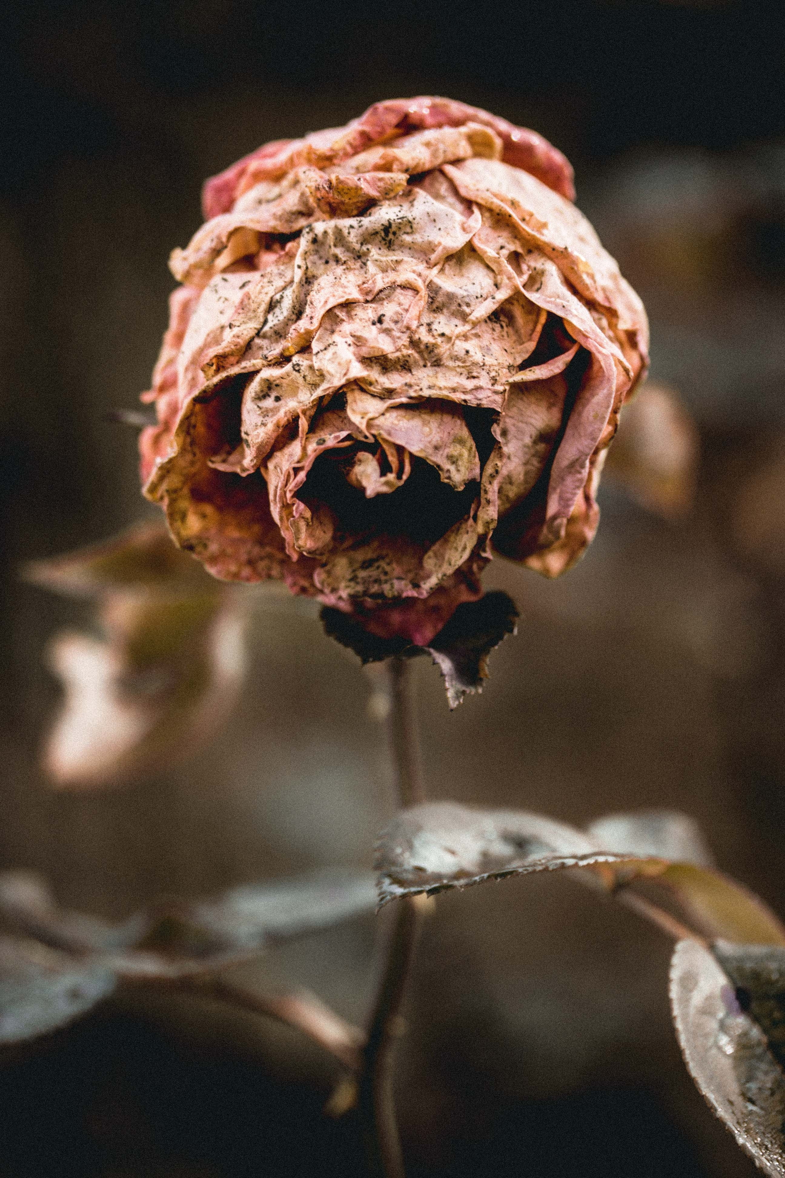 fragility, wilted plant, growth, beauty in nature, retro, rose, close-up, vulnerability, white, vintage, rose - flower, love, flower head, closeup, spring, Phone HD Wallpaper