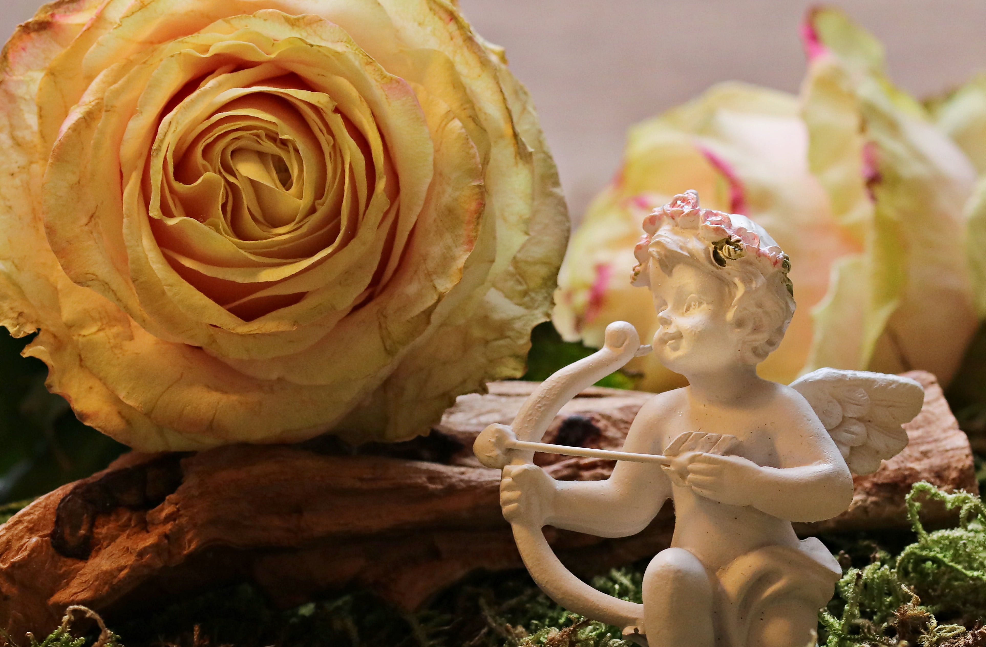 figurine, flower head, love, amor, freshness, close-up, love angel, lying, postcard, rose on straw, petaled, flowering plant, blossom, beauty in nature, HD Wallpaper