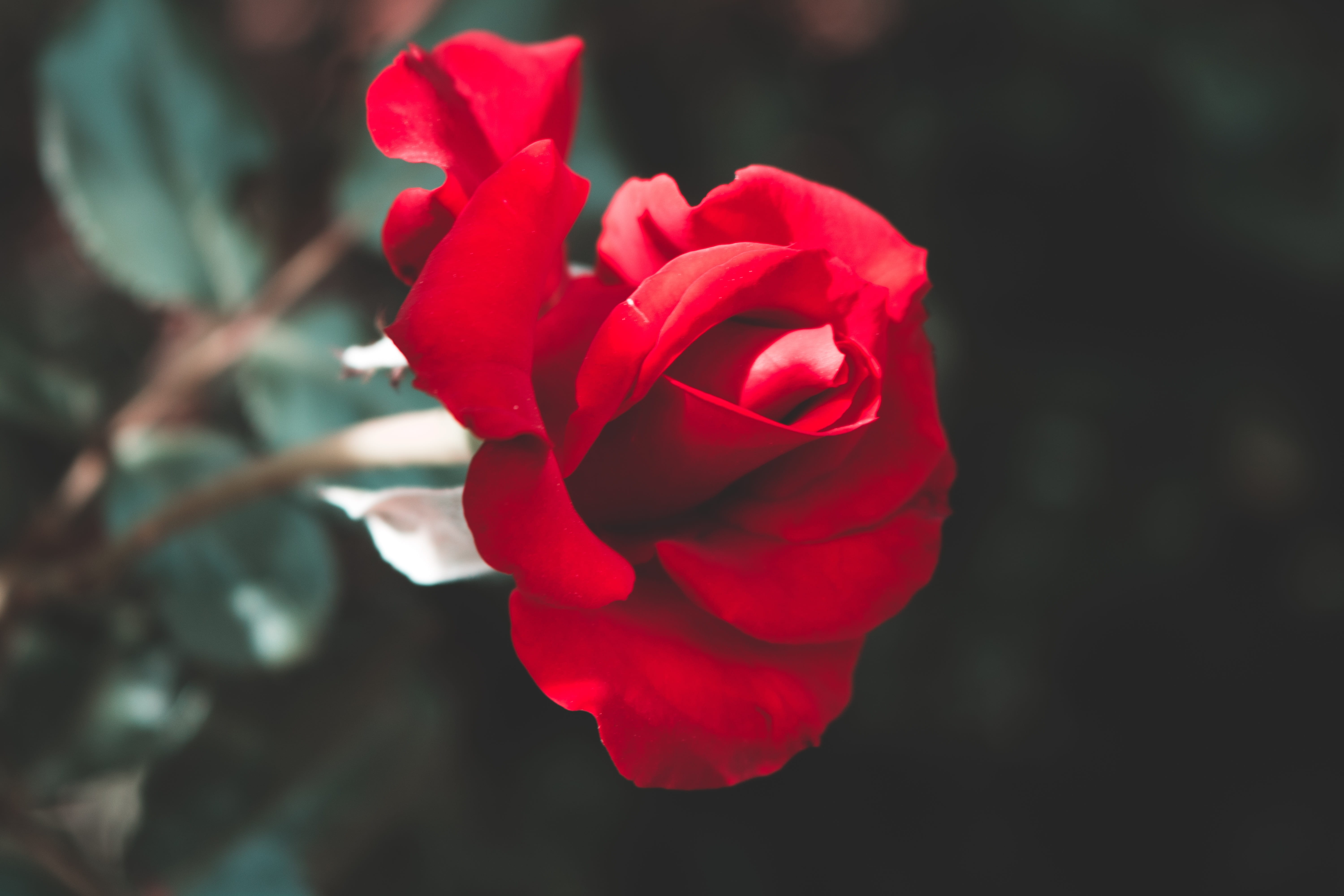 flower, beauty in nature, plant, rose - flower, vulnerability, fragility, love, stem, nature, blossom, refreshment, inflorescence, petal, leaf, romance, HD Wallpaper