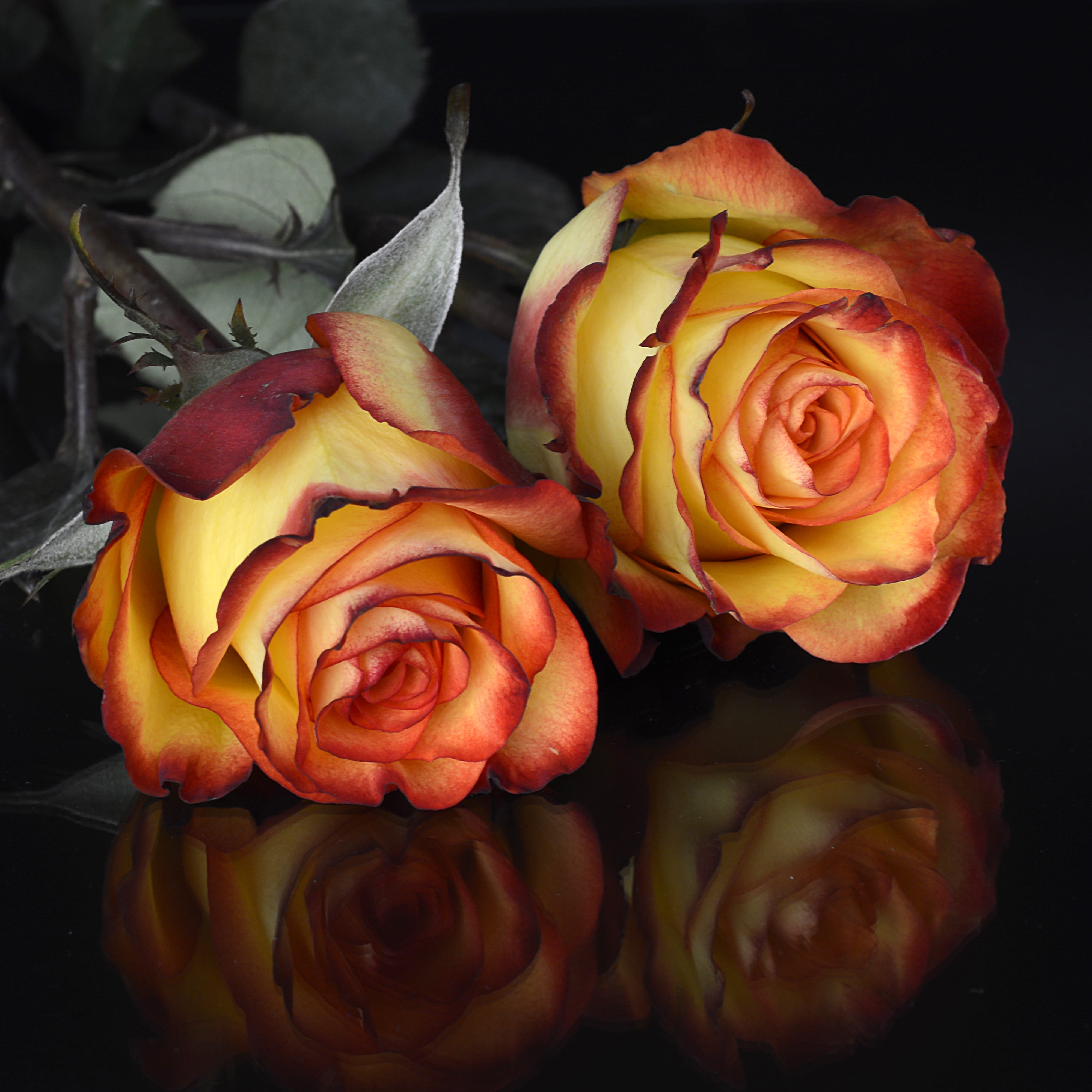 love, mirroring, valentines day, flower, orange, nature, photography, yellow, blossom, red, amorous, freshness, growth, fragility, indoors, romantic, rose - flower, Phone HD Wallpaper