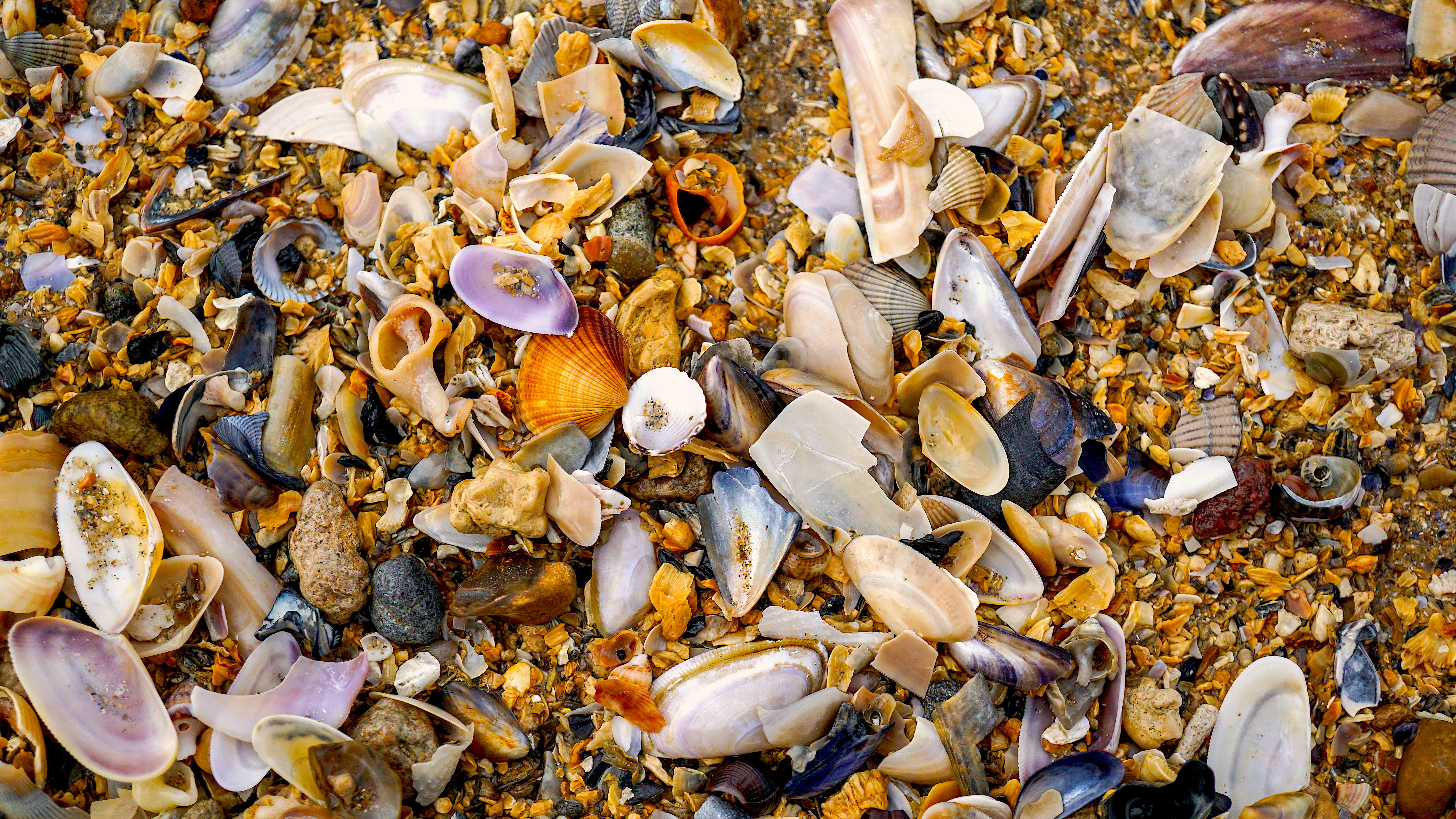 backgrounds, colourful, shell, animal themes, high angle view, nature, abundance, animal wildlife, seafood, memory, omaha beach, background, food, day, HD Wallpaper