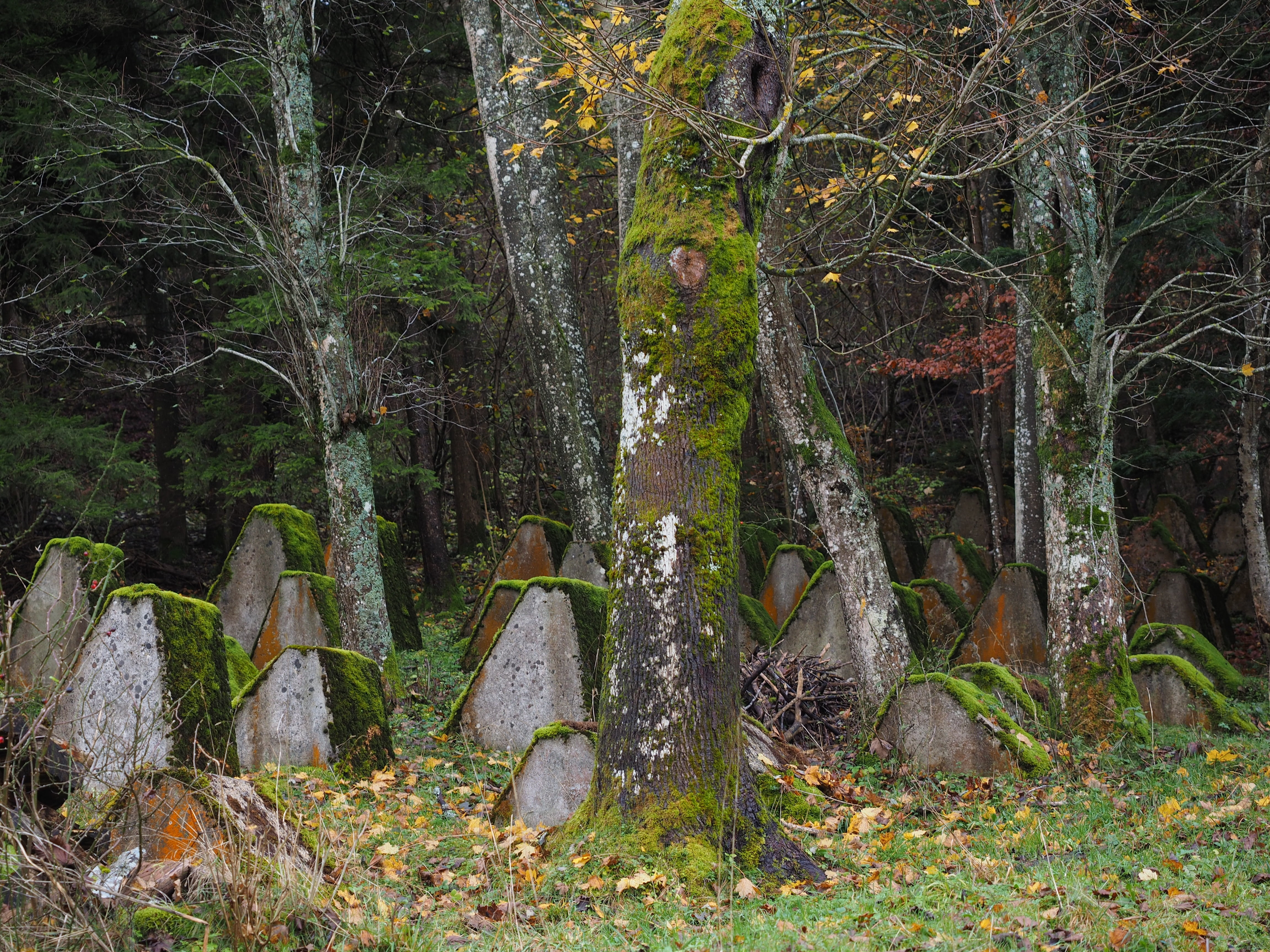 military cemetery, leave, solid, beauty in nature, non-urban scene, trunk, plant, growth, no people, tree trunk, woodland, day, graves, lichen, tranquility, HD Wallpaper