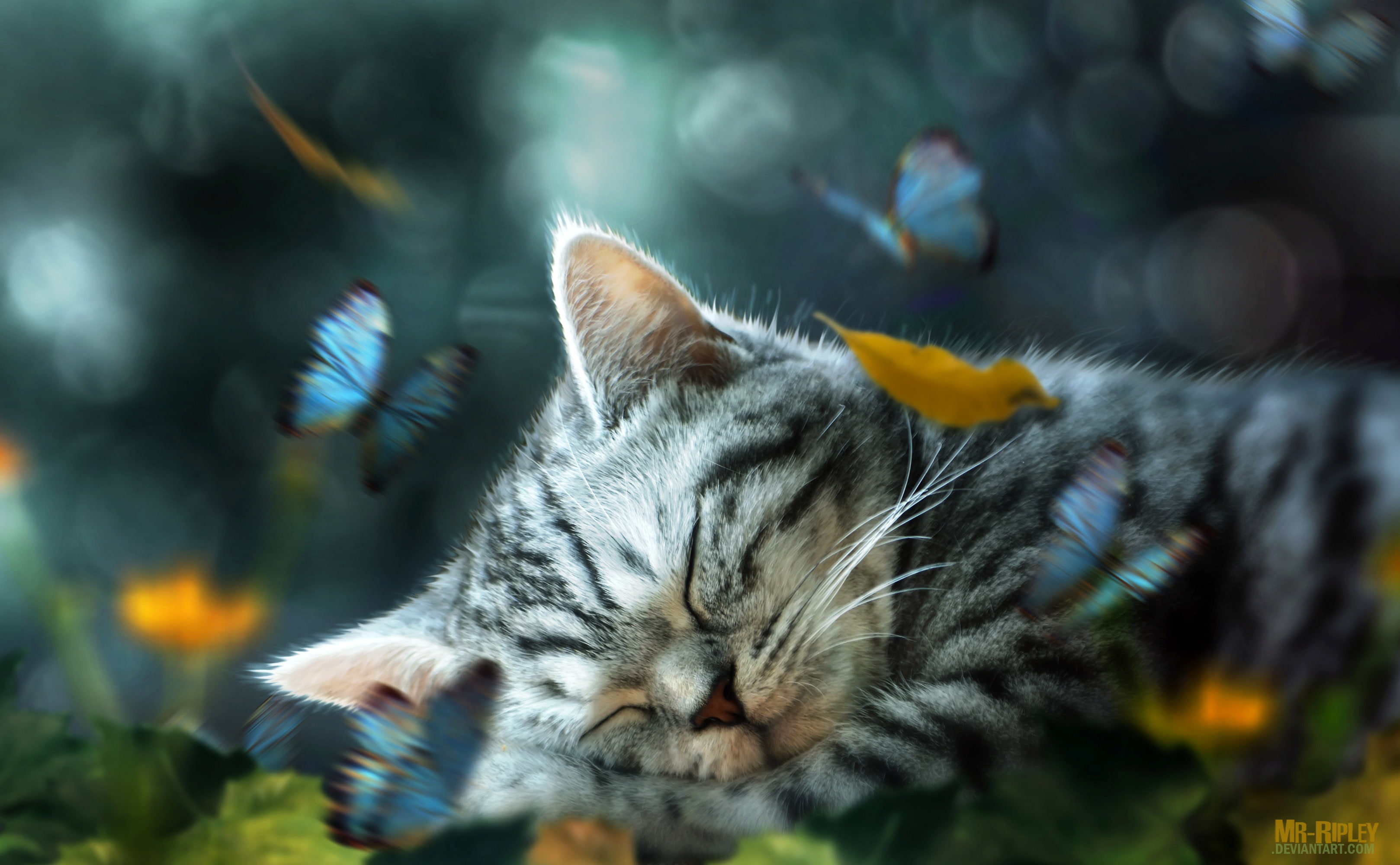sleeping, retouching, kitty, butterfly, leaves, 2K, by Mr-Ripley, HD Wallpaper