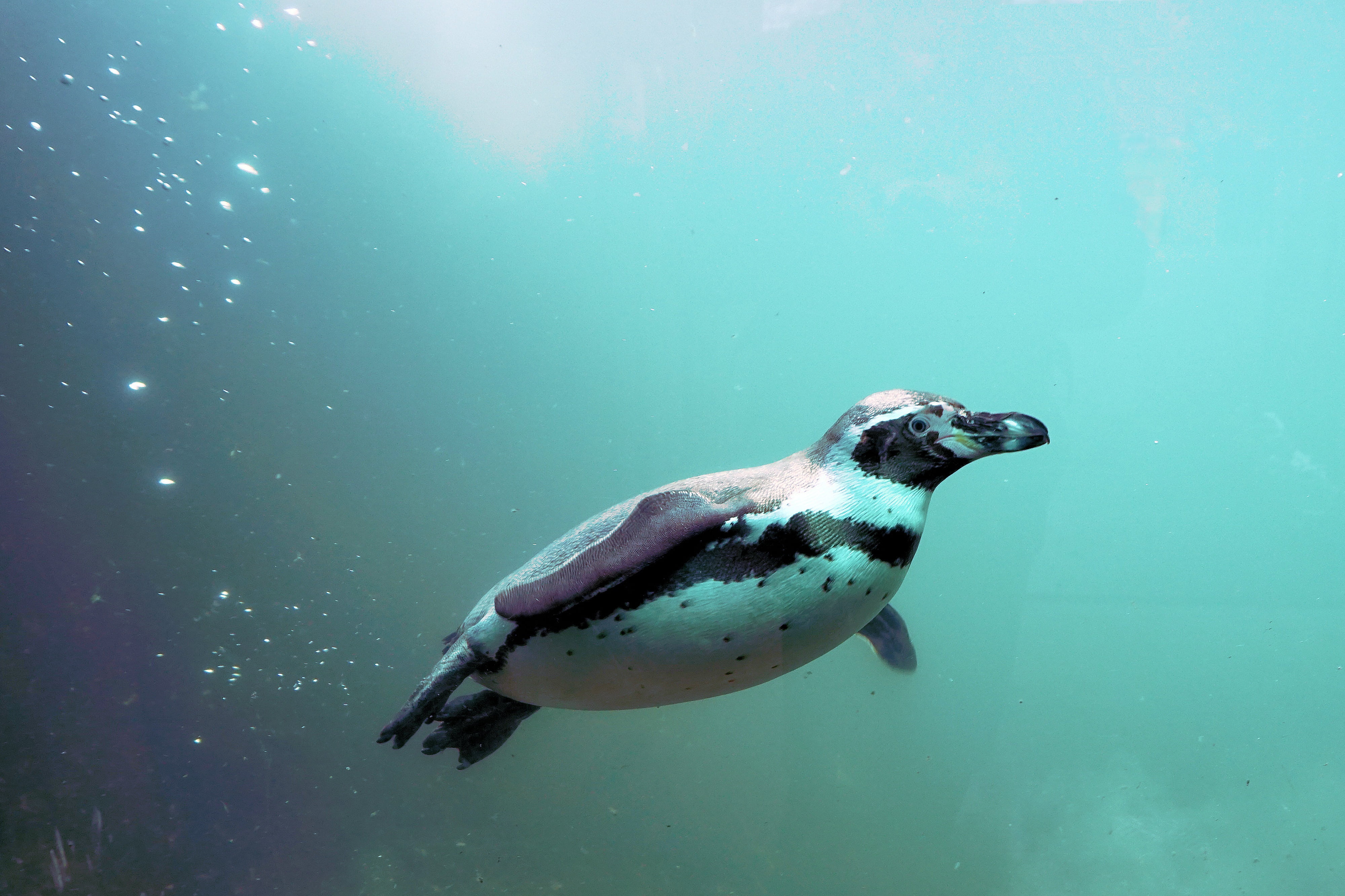humboldt, bird, motion, underwater, penguin, bill, marine, water bird, zoo sababurg, white, animals in the wild, zoo, wildlife, undersea, one animal, full length, HD Wallpaper