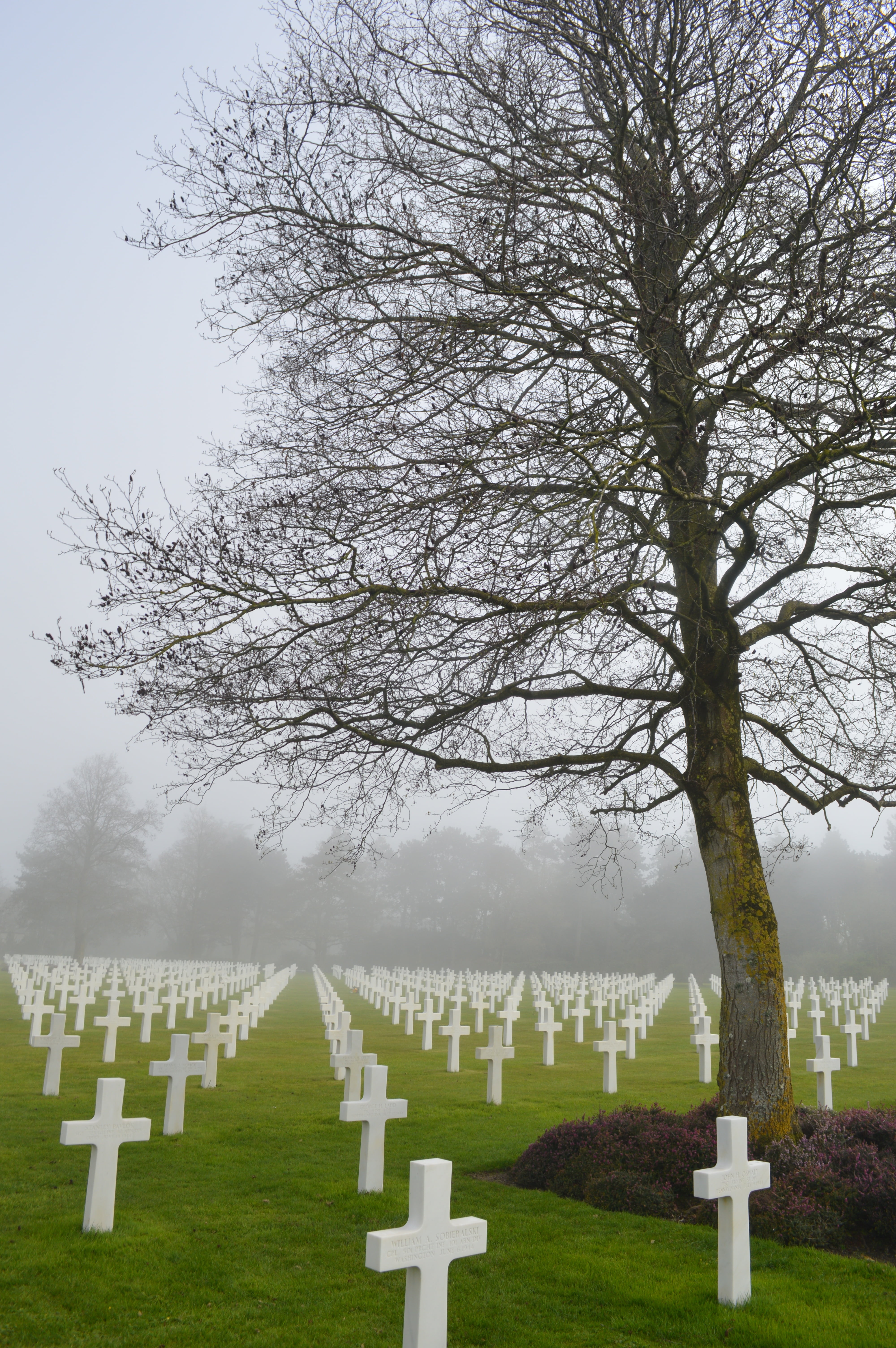 outdoors, cross, tombstone, american, sky, the past, history, white color, landing, grave, american cemetery, plant, stone, cemetery, soldier, war, no people, Phone HD Wallpaper