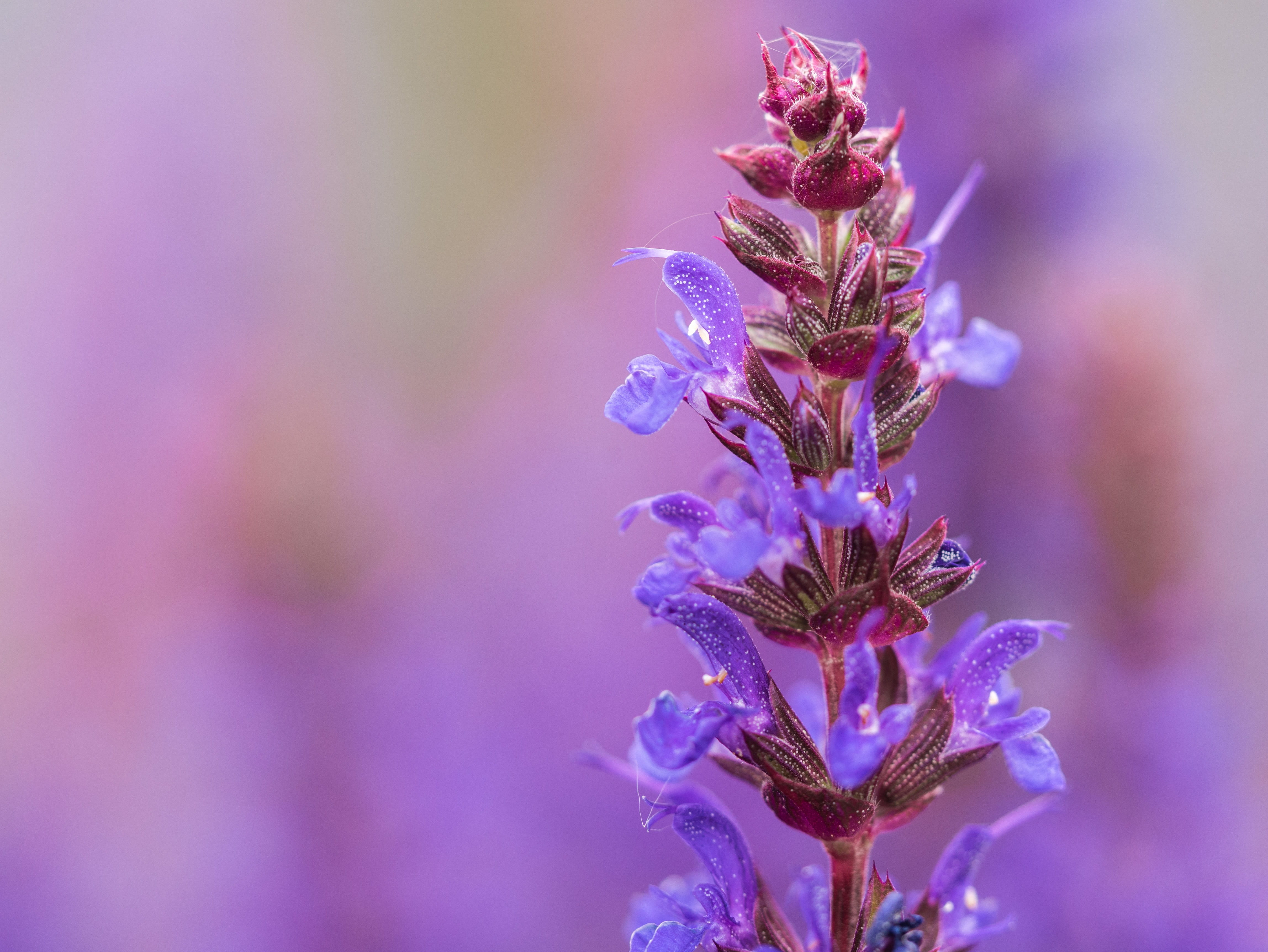selective focus, flowers, close-up, no people, garden, blossom, springtime, softness, nature, outdoors, fragility, bloom, photography, beauty in nature, HD Wallpaper